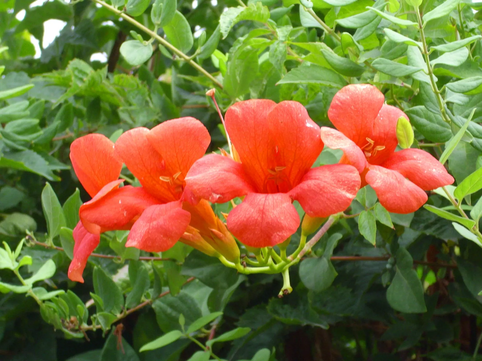 Trumpet Creeper (Campsis Radicans) — The foliage consists of pinnately compound leaves; regular pruning is recommended to keep its growth in bounds