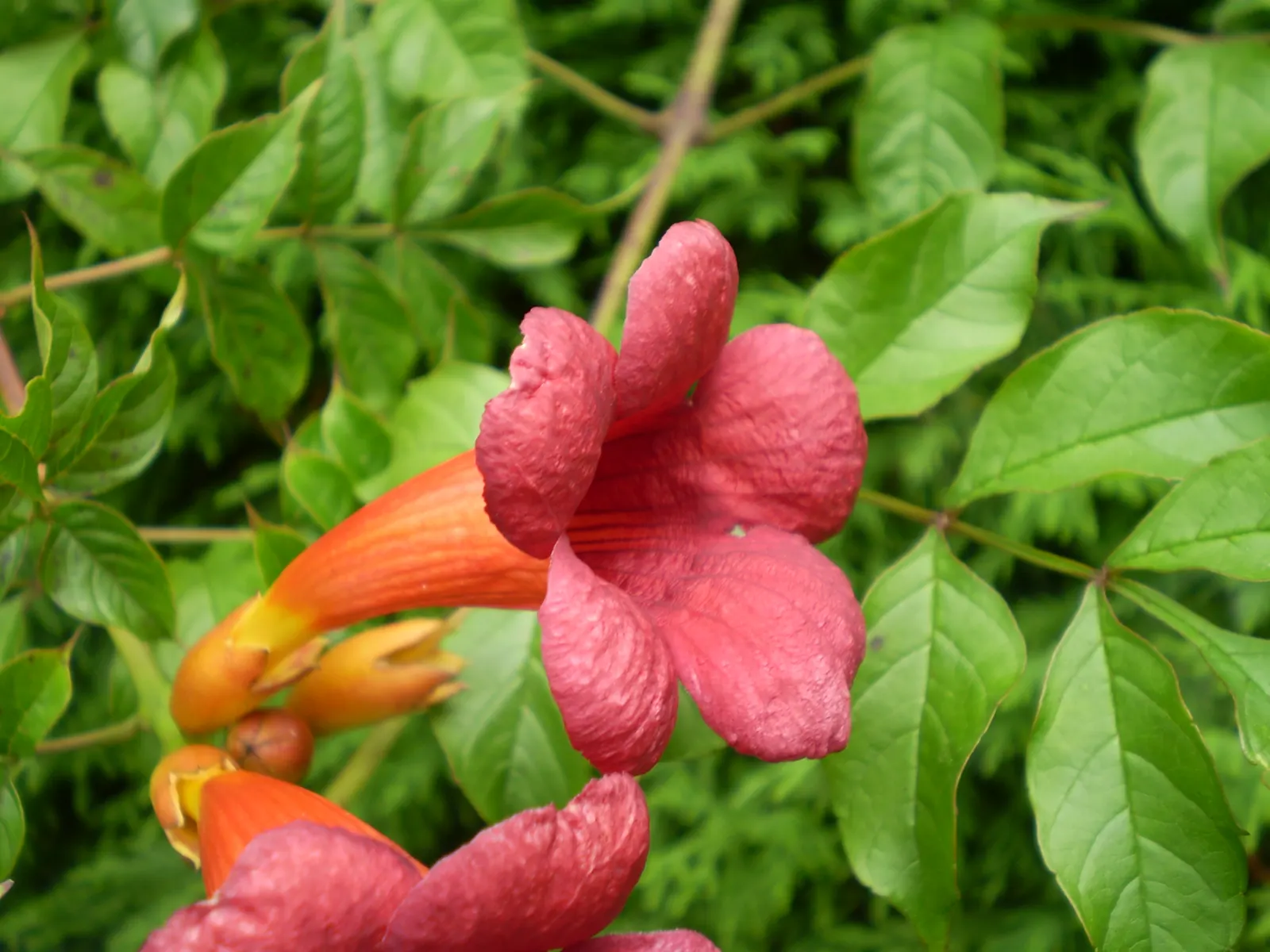 Trumpet Creeper (Campsis Radicans) — Plant in well-drained soil, spacing 4-10 feet apart for coverage or as a focal point; rapid-growing vine notable for its