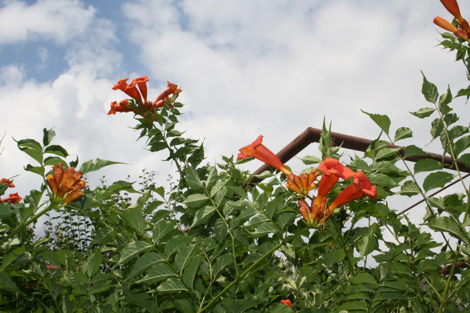 Trumpet Creeper (Campsis Radicans) — each leaf with 7 to 11 leaflets; orange to red flowers reaching 3 inches long