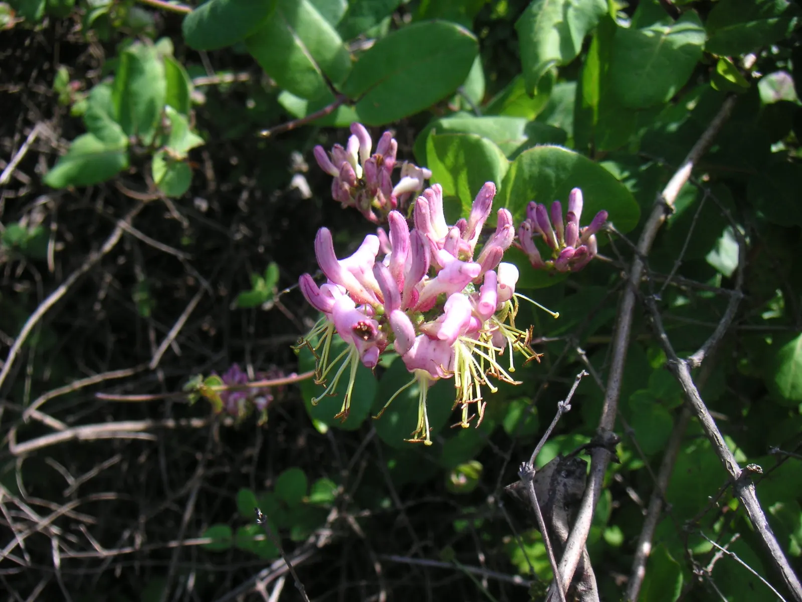 California Honeysuckle (Lonicera Hispidula) — providing lush vertical interest or used to stabilize hillsides and embankments