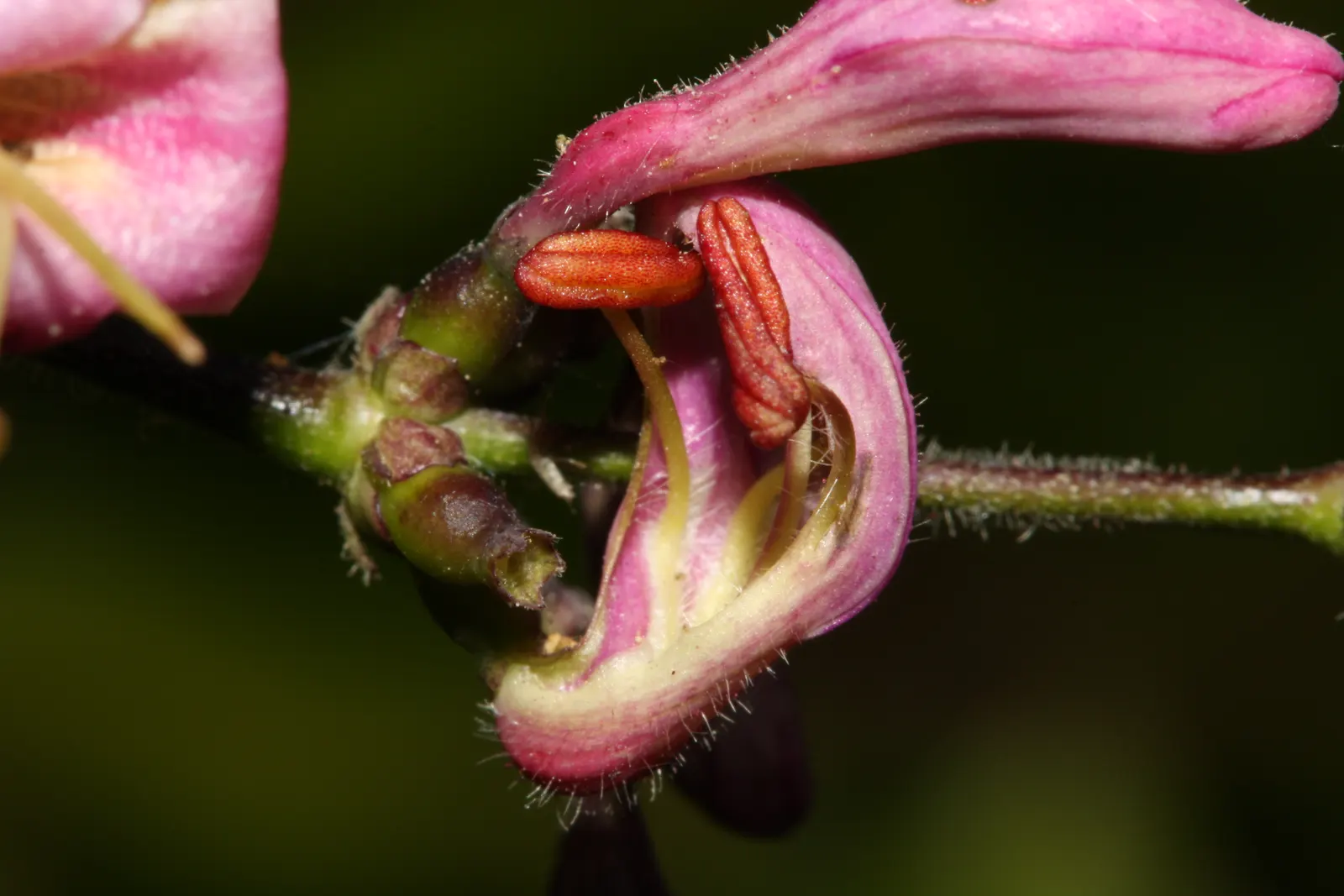 California Honeysuckle (Lonicera Hispidula) — Native to coastal regions, it thrives in partial shade with well-draining soil; although it prefers well-drained