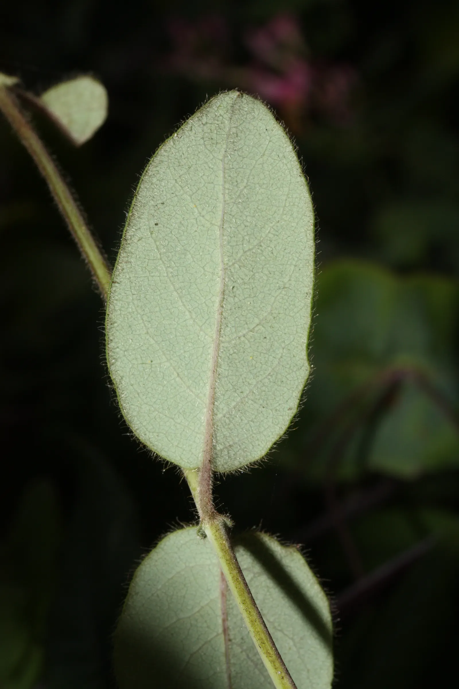 California Honeysuckle (Lonicera Hispidula) — enhancing the ecological value of the garden.<br><br>Growing to a moderate size; naturalistic ambiance to the