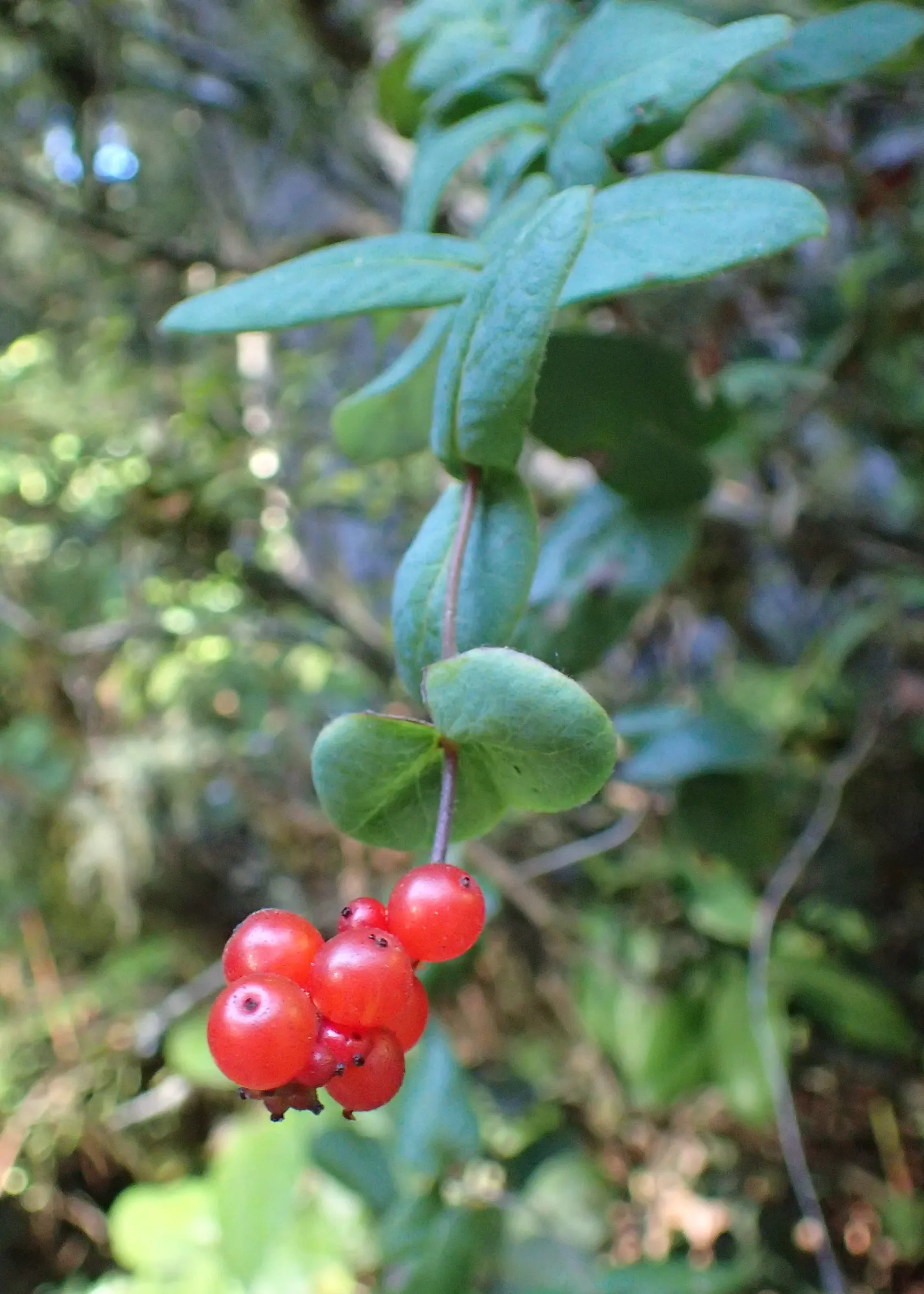 California Honeysuckle (Lonicera Hispidula) — rambling habit encapsulates the essence of the Californian landscape and invites a serene; although it prefers