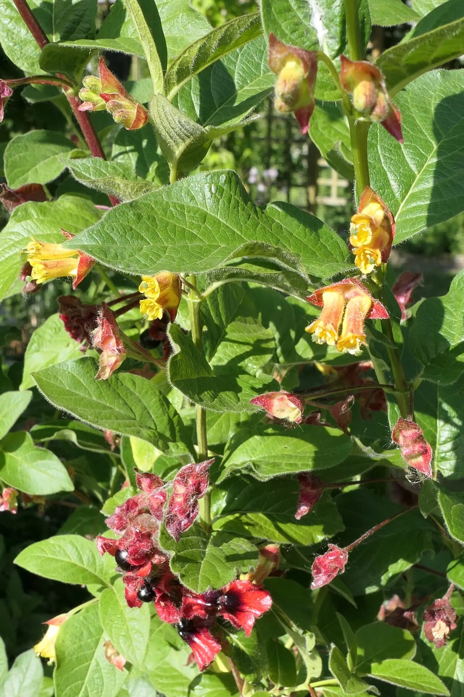 California Honeysuckle (Lonicera Hispidula) — the California Honeysuckle can extend to a length of approximately 10 to 15 feet