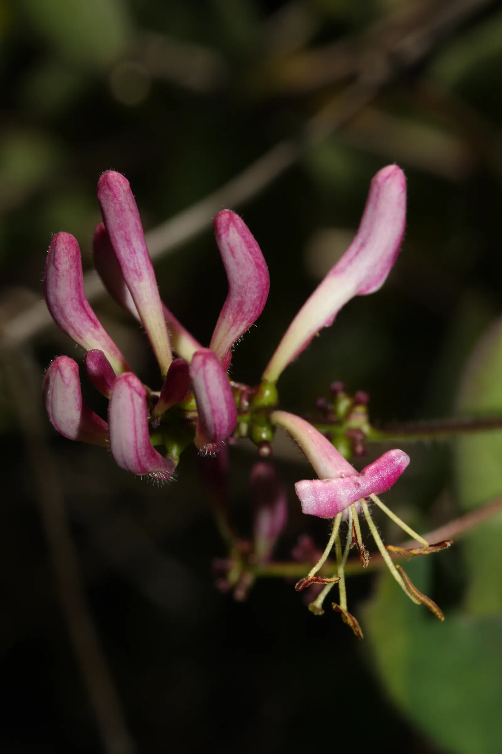 California Honeysuckle (Lonicera Hispidula) — typically about 1 to 2 inches in length