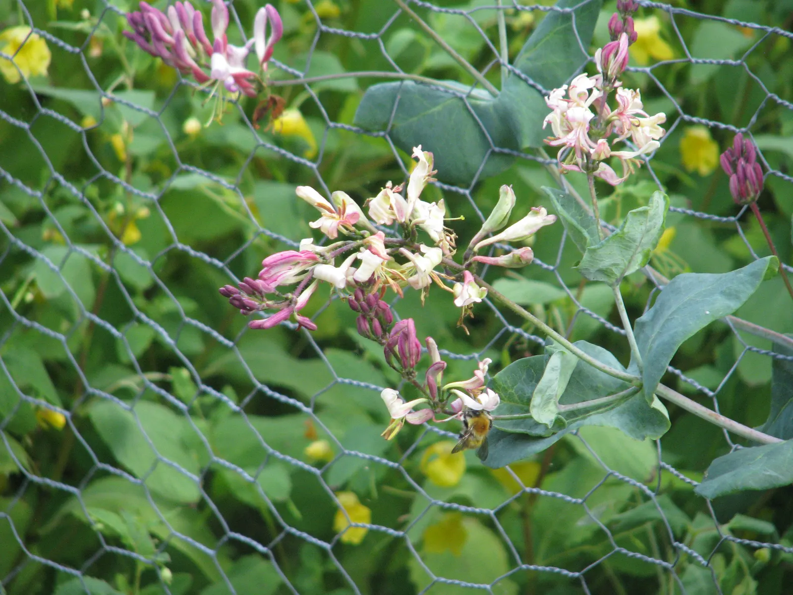 California Honeysuckle (Lonicera Hispidula) — although it prefers well-drained soil with moderate moisture