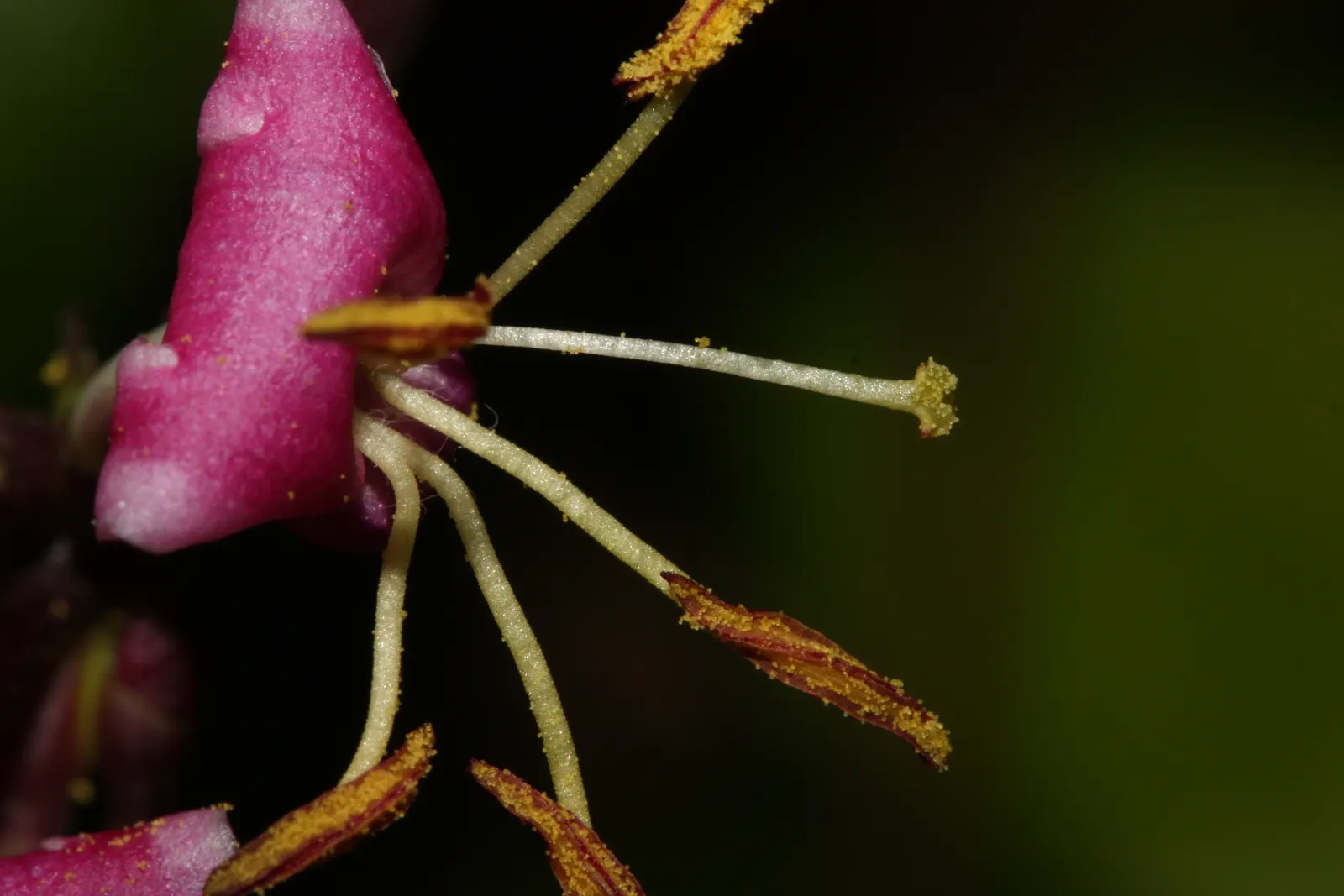 California Honeysuckle (Lonicera Hispidula) — are not only visually appealing but also a magnet for pollinators such as hummingbirds and butterflies