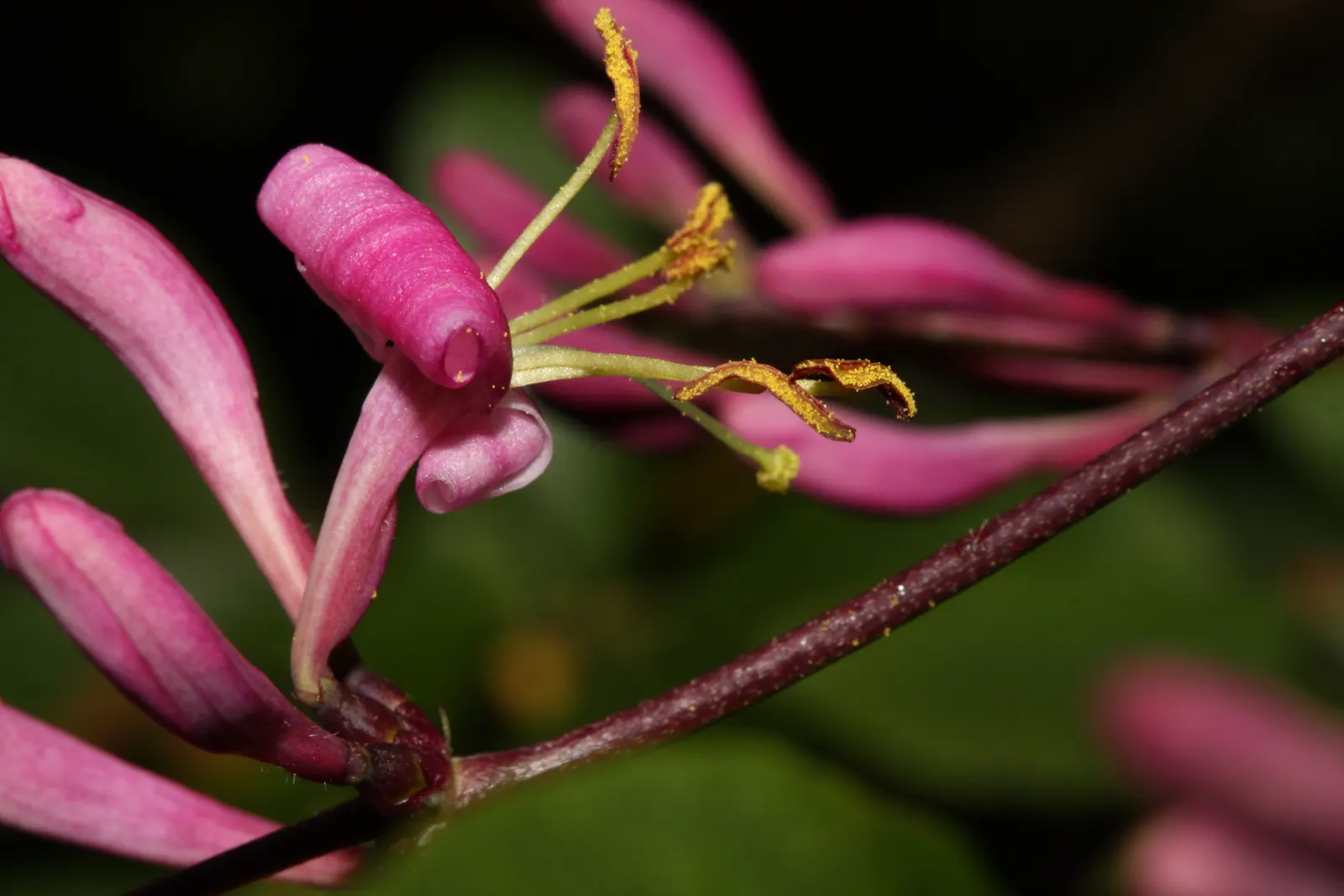California Honeysuckle (Lonicera Hispidula) — Gardeners appreciate its low-maintenance character and resilience against pests and diseases