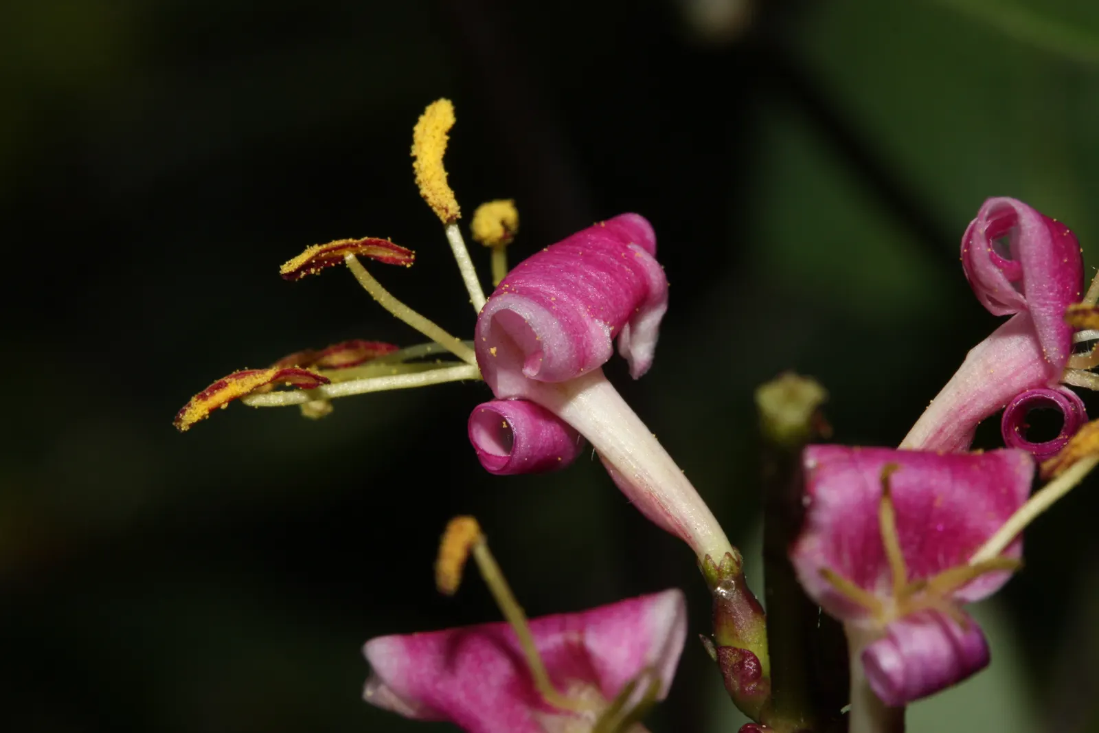 California Honeysuckle (Lonicera Hispidula) — although it prefers well-drained soil with moderate moisture, image 32