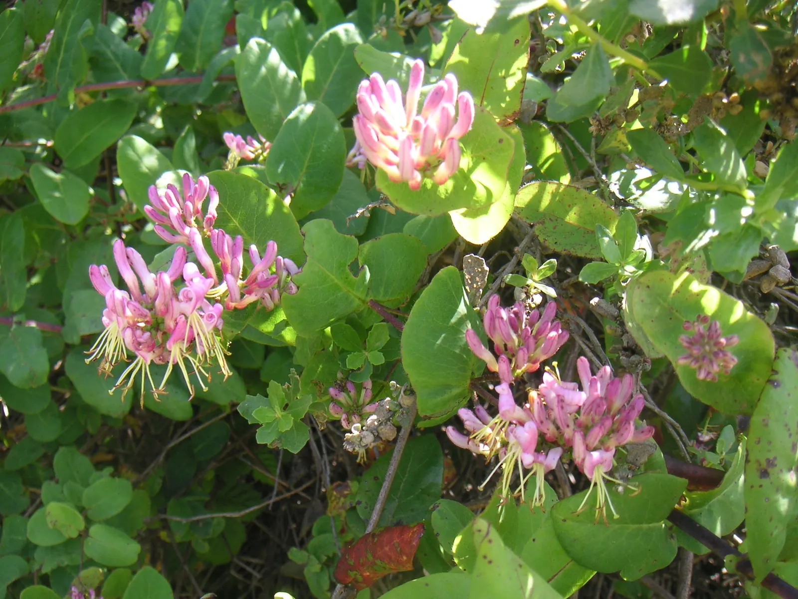 California Honeysuckle (Lonicera Hispidula) — demonstrating excellent erosion control attributes