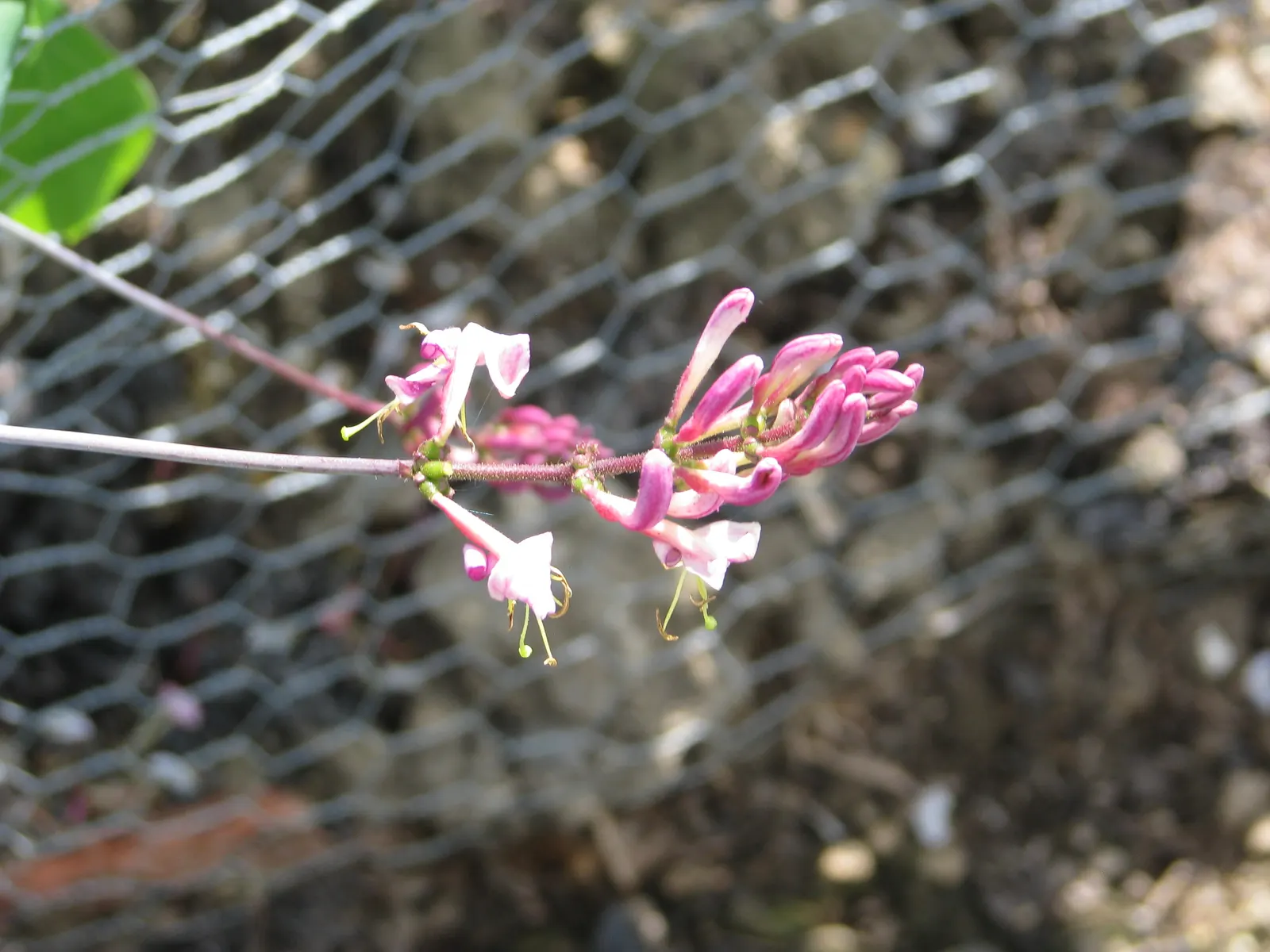 California Honeysuckle (Lonicera Hispidula) — providing nectar for pollinators and morphing into translucent red berries by fall, image 46
