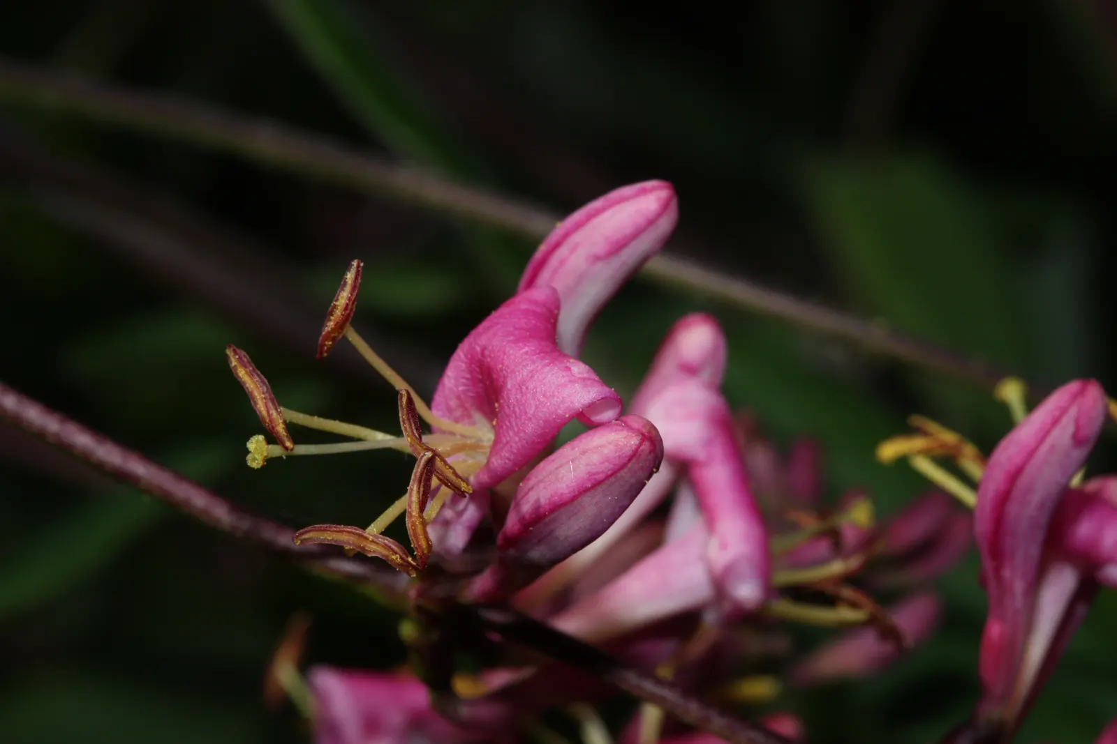 California Honeysuckle (Lonicera Hispidula) — typically about 1 to 2 inches in length; providing nectar for pollinators and morphing into translucent red