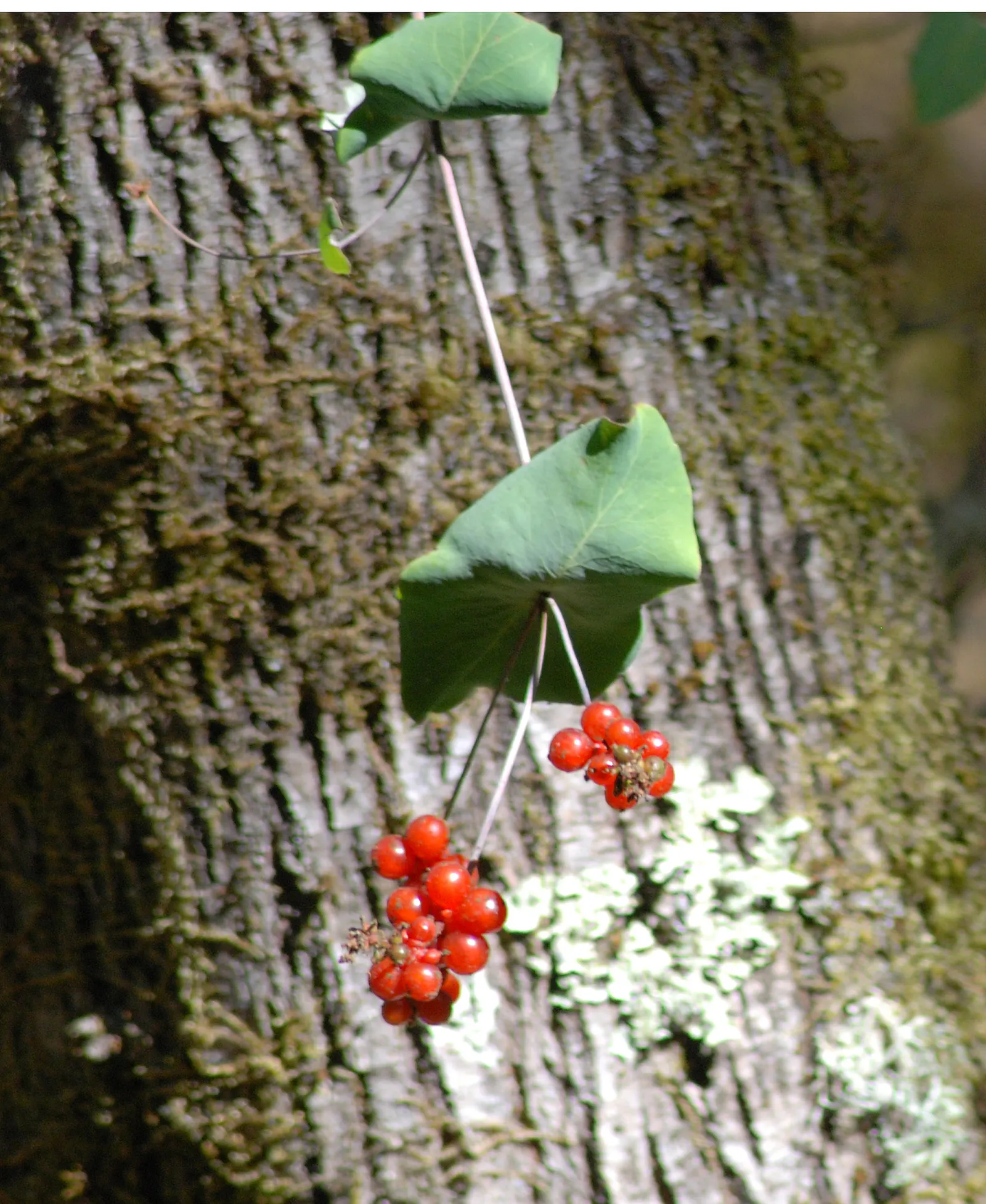 California Honeysuckle (Lonicera Hispidula) — providing nectar for pollinators and morphing into translucent red berries by fall, image 25