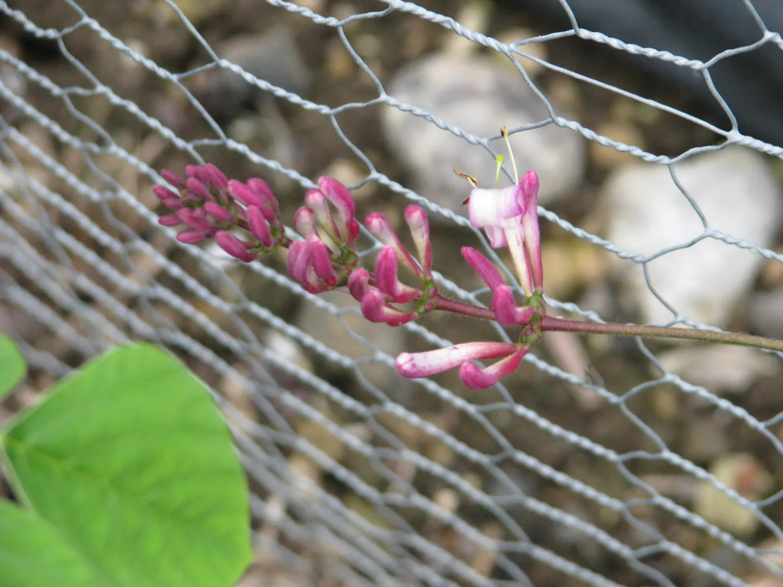 California Honeysuckle (Lonicera Hispidula) — Native to coastal regions, it thrives in partial shade with well-draining soil; although it prefers, image 44