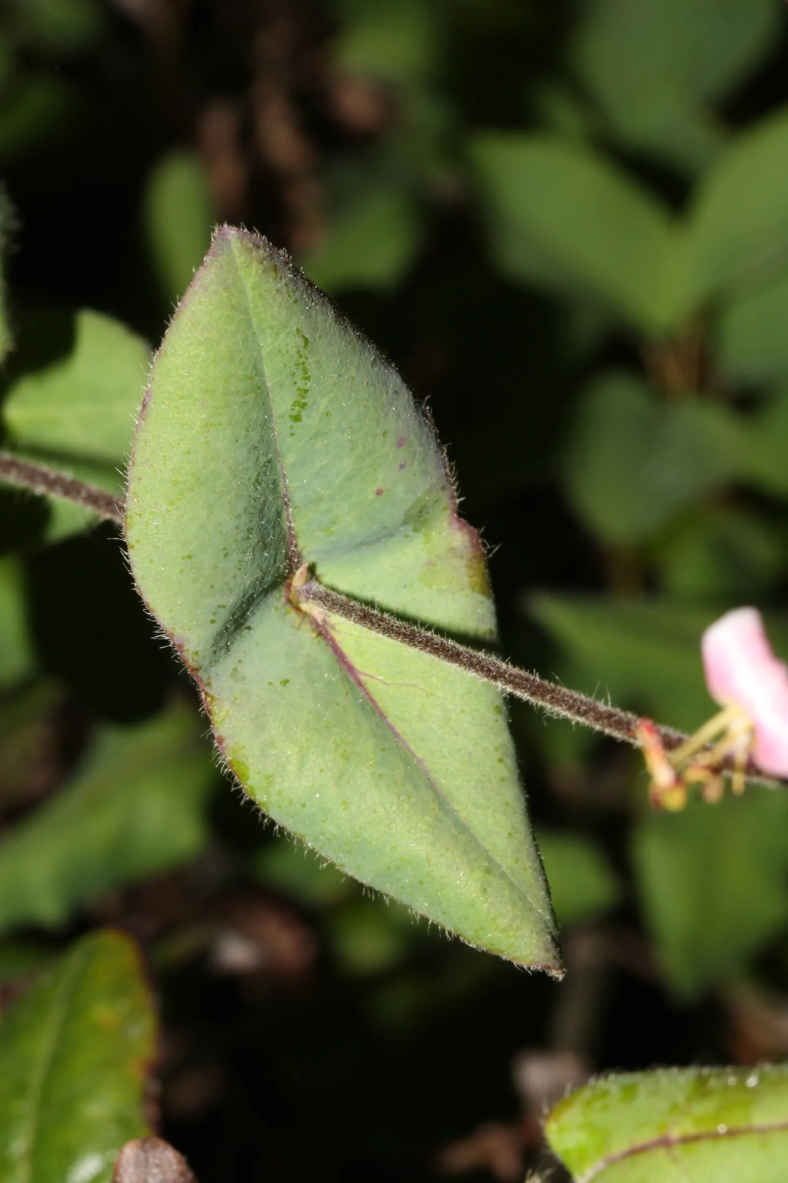 California Honeysuckle (Lonicera Hispidula) — is a native vining shrub bestowing a delightful charm to any landscape