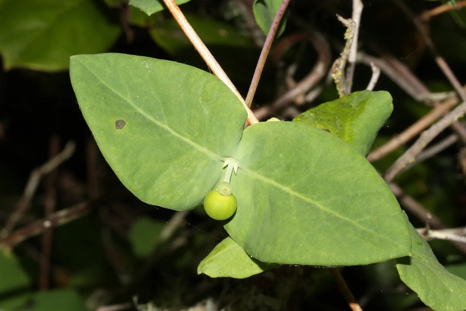 California Honeysuckle (Lonicera Hispidula) — enhancing the ecological value of the garden.<br><br>Growing to a moderate size