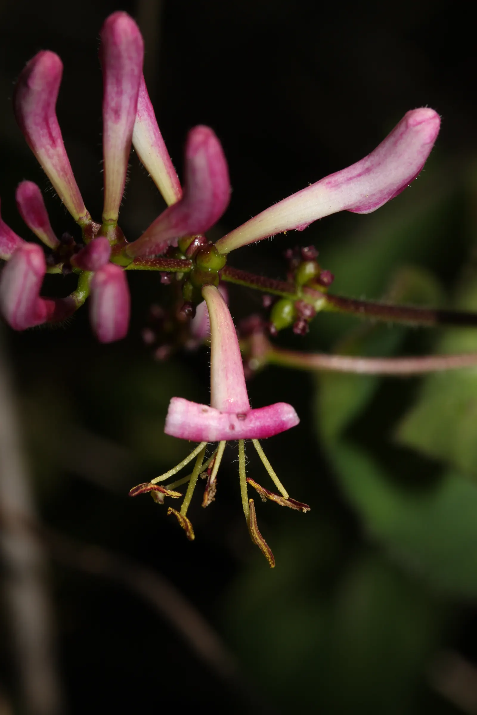 California Honeysuckle (Lonicera Hispidula) — The California Honeysuckle, Lonicera hispidula, is a vigorous climbing vine reaching up to 20 feet; providing