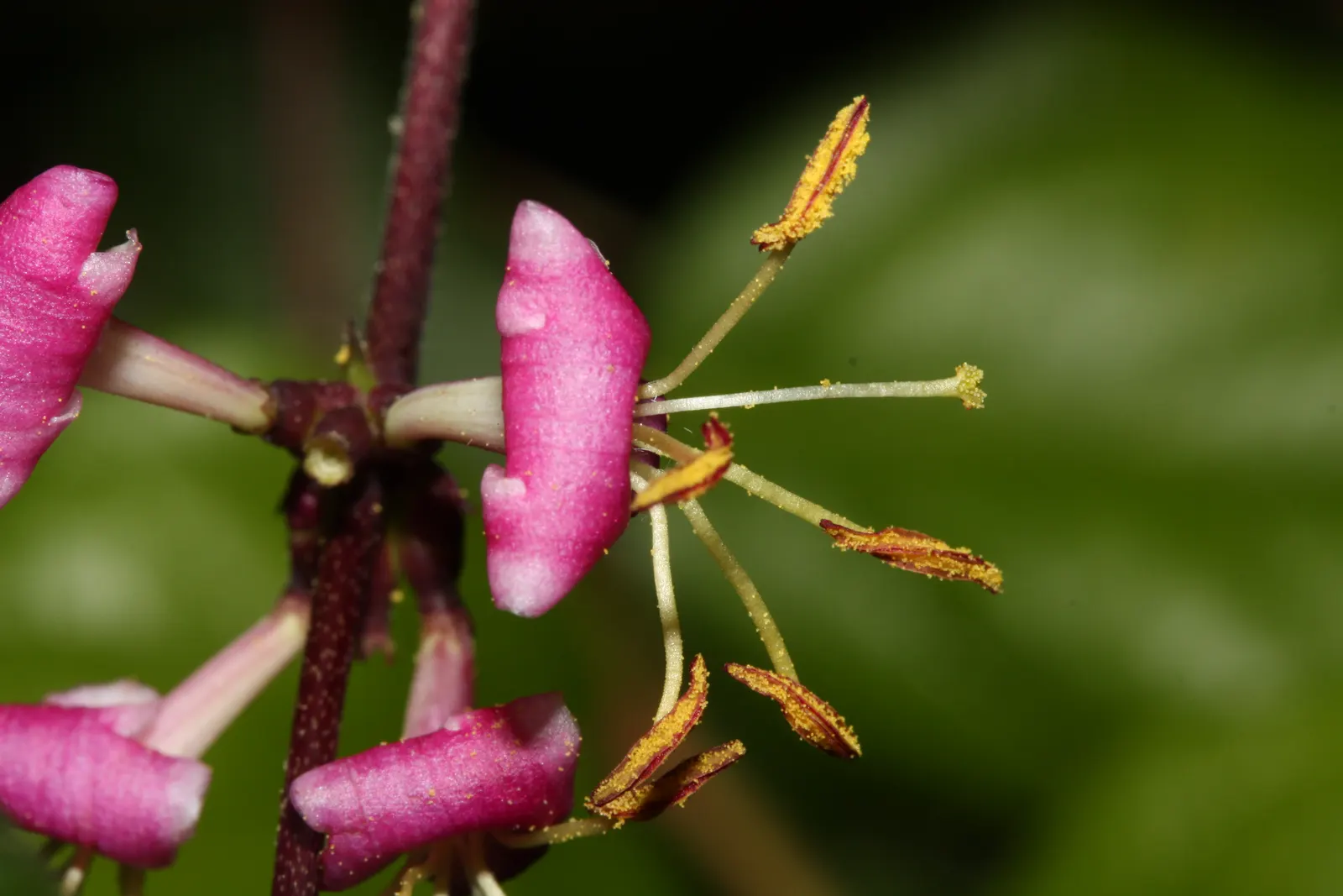 California Honeysuckle (Lonicera Hispidula) — shrub / vine with pink and white blooms