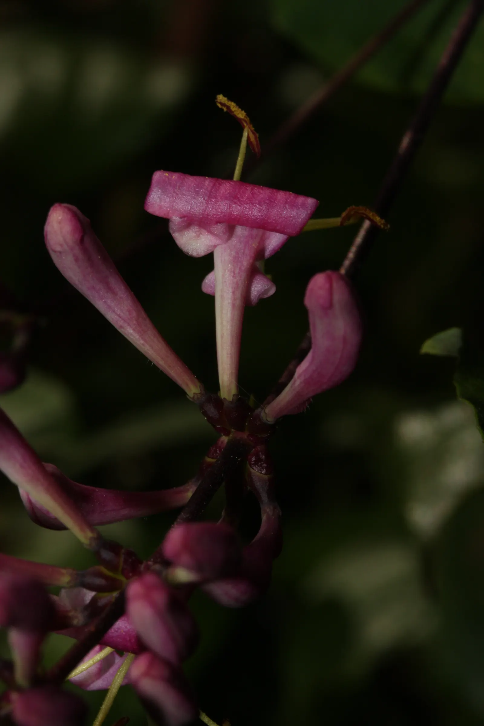 California Honeysuckle (Lonicera Hispidula) — are not only visually appealing but also a magnet for pollinators such as hummingbirds and butterflies; although