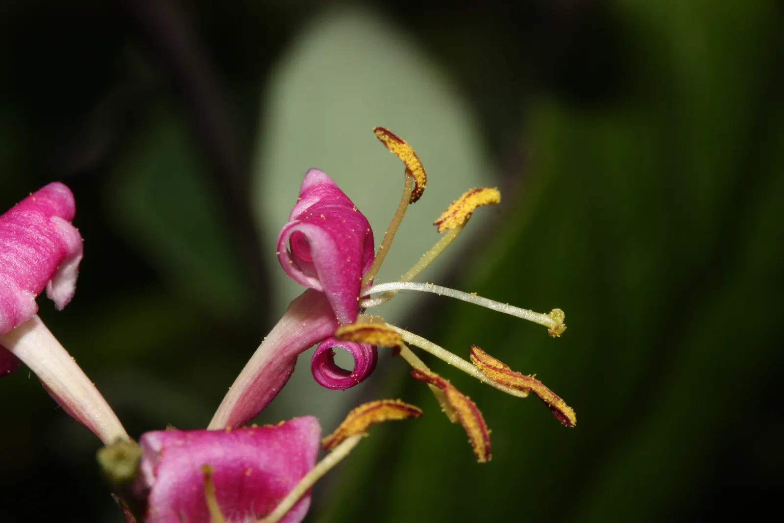 California Honeysuckle (Lonicera Hispidula) — Native to coastal regions, it thrives in partial shade with well-draining soil