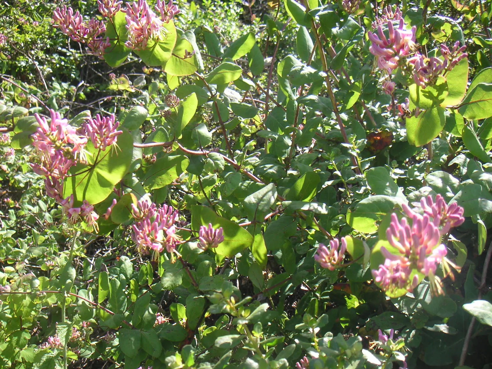 California Honeysuckle (Lonicera Hispidula) — is a native vining shrub bestowing a delightful charm to any landscape; although it prefers well-drained soil