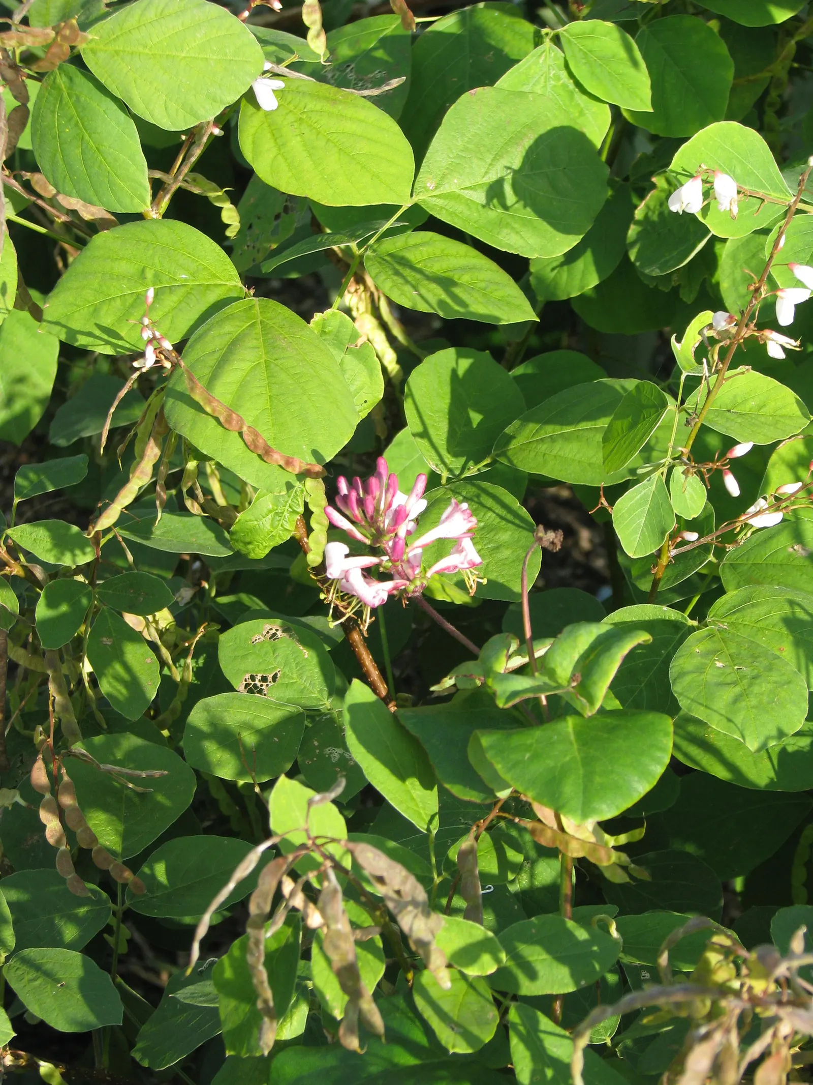 California Honeysuckle (Lonicera Hispidula) — naturalistic ambiance to the garden, image 39