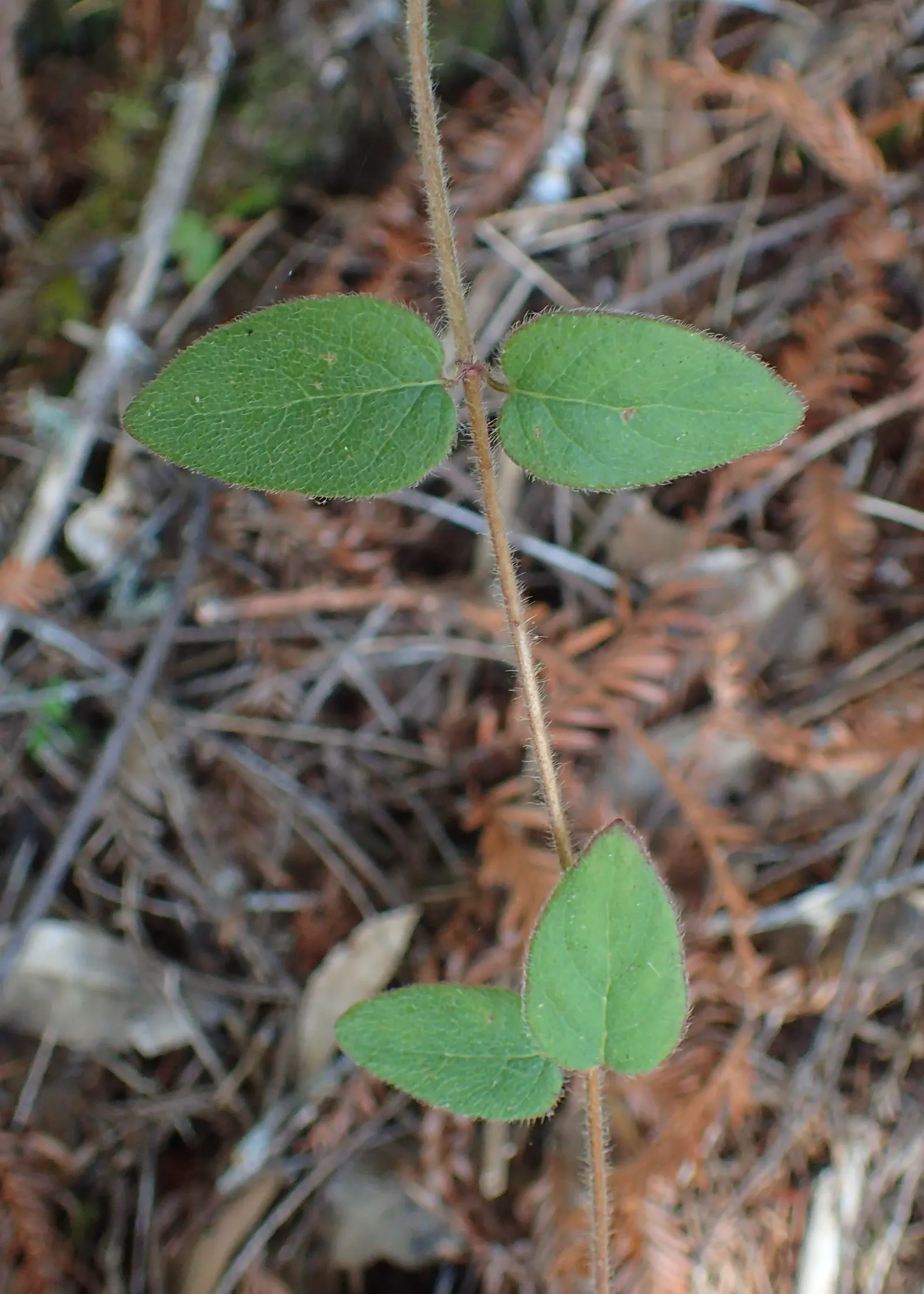 California Honeysuckle (Lonicera Hispidula) — It is also drought-tolerant once established; naturalistic ambiance to the garden