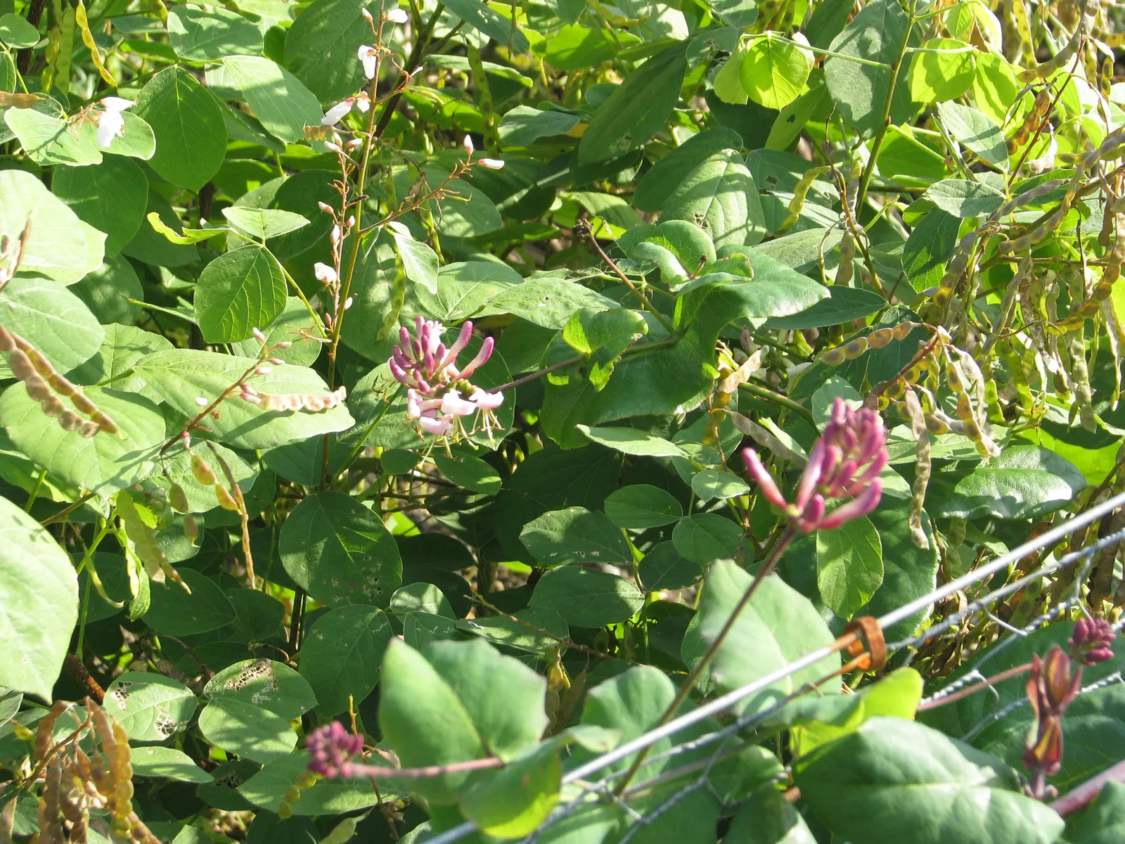 California Honeysuckle (Lonicera Hispidula) — Its pink-purple flowers bloom in spring; naturalistic ambiance to the garden