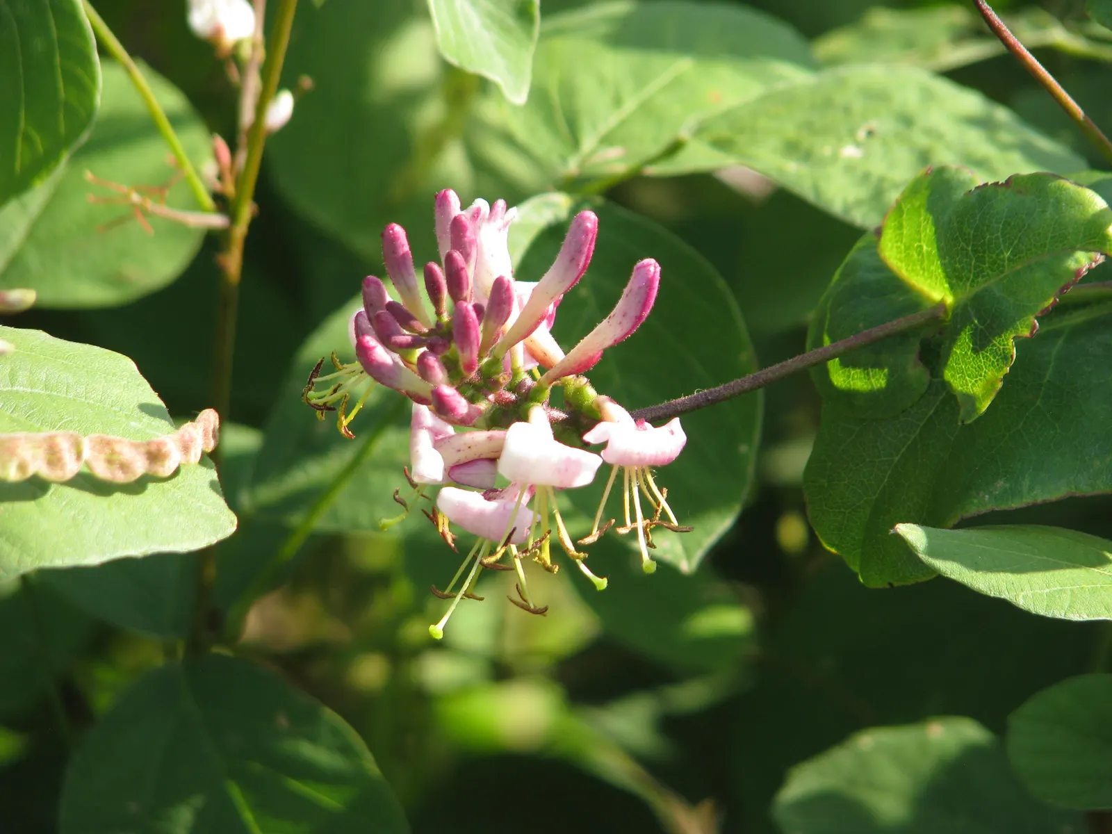 California Honeysuckle (Lonicera Hispidula) — The California Honeysuckle, Lonicera hispidula, is a vigorous climbing vine reaching up to 20 feet