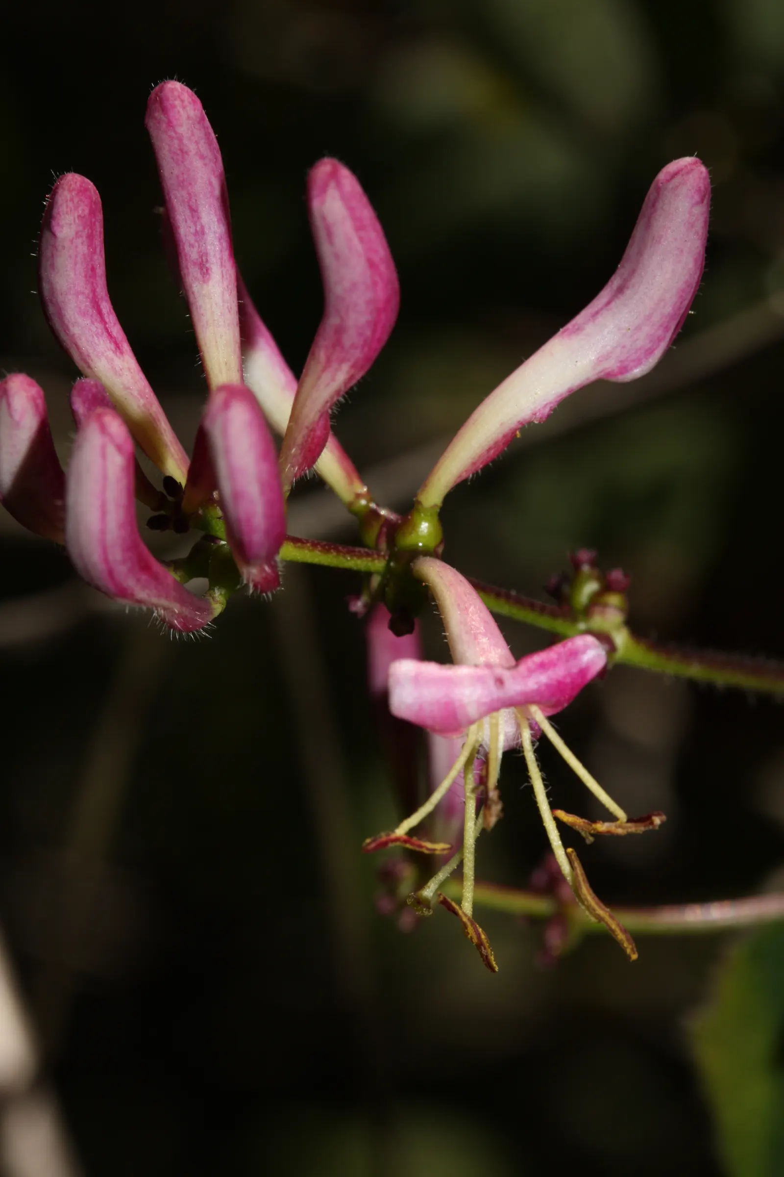 California Honeysuckle (Lonicera Hispidula) — demonstrating excellent erosion control attributes; naturalistic ambiance to the garden