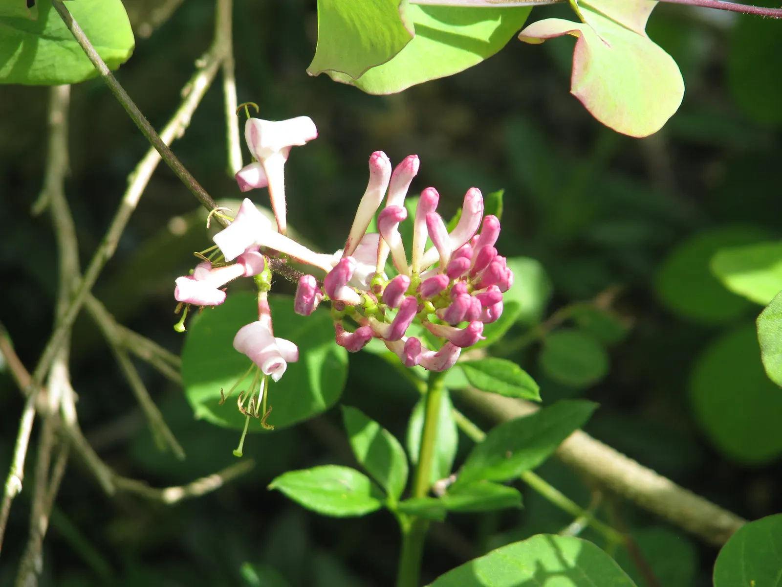 California Honeysuckle (Lonicera Hispidula) — Its pink-purple flowers bloom in spring; naturalistic ambiance to the garden, image 45