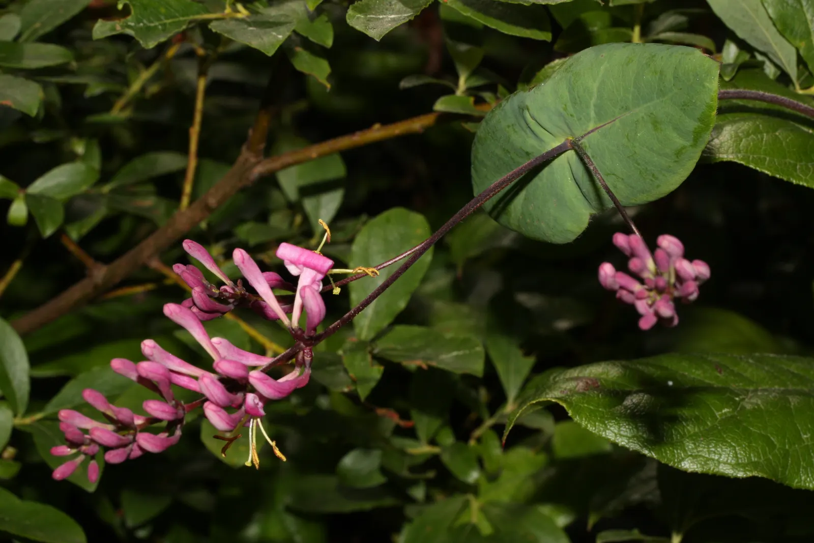 California Honeysuckle (Lonicera Hispidula) — the California Honeysuckle can extend to a length of approximately 10 to 15 feet; providing nectar for