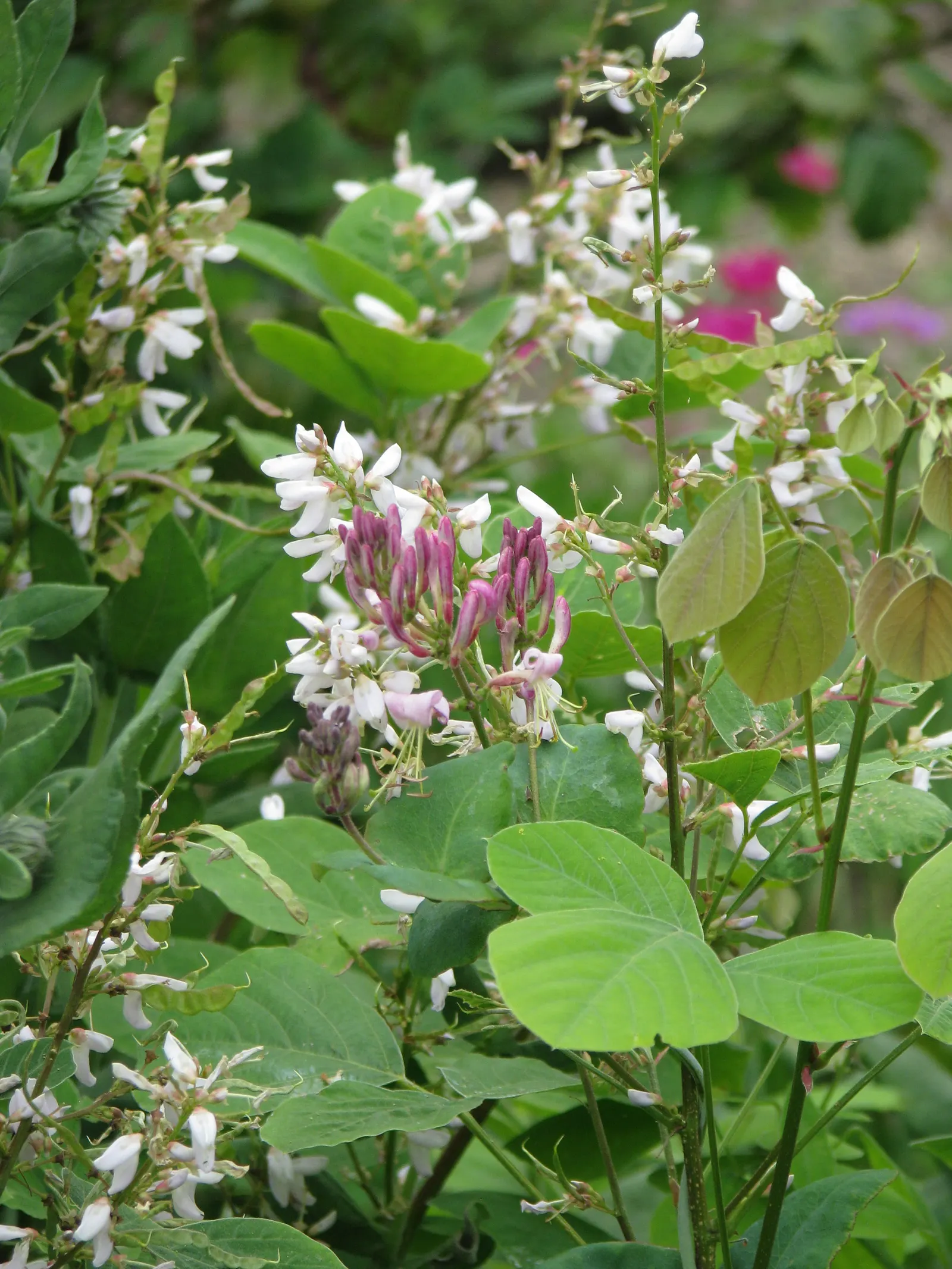 California Honeysuckle (Lonicera Hispidula) — providing lush vertical interest or used to stabilize hillsides and embankments; although it prefers well-drained