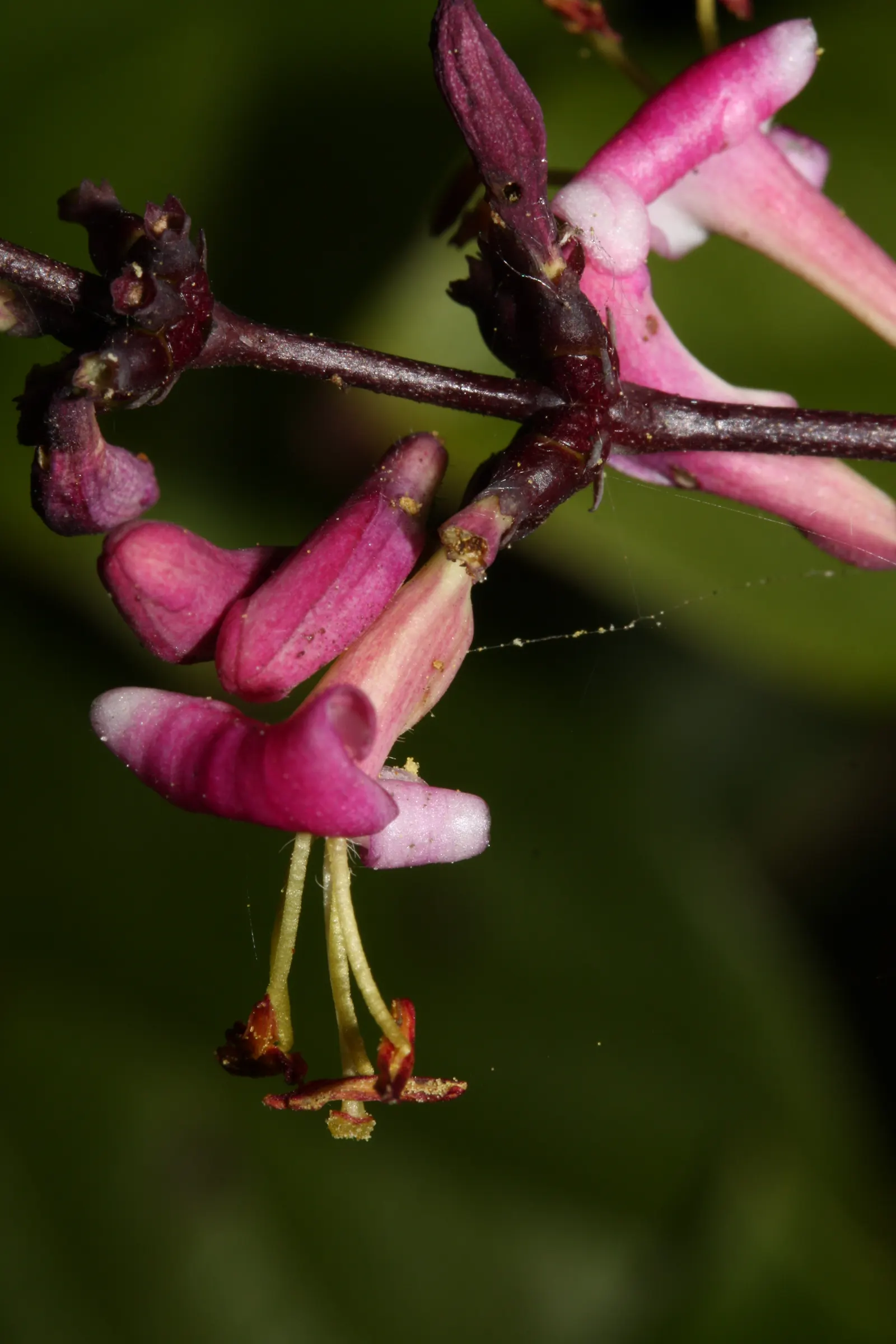 California Honeysuckle (Lonicera Hispidula) — followed by translucent red or orange berries that provide a striking visual contrast amidst the, image 27