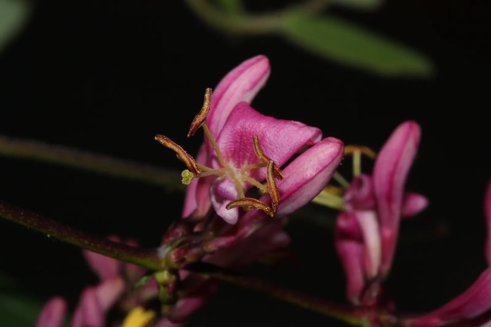 California Honeysuckle (Lonicera Hispidula) — It is also drought-tolerant once established