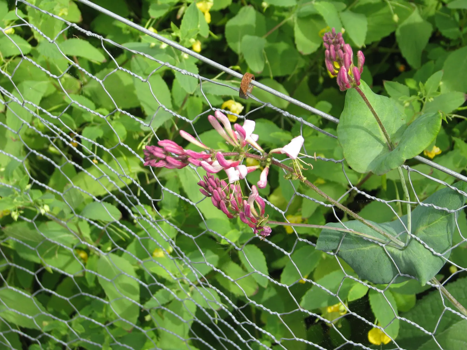 California Honeysuckle (Lonicera Hispidula) — The California Honeysuckle, Lonicera hispidula, is a vigorous climbing vine reaching up to 20 feet, image 43