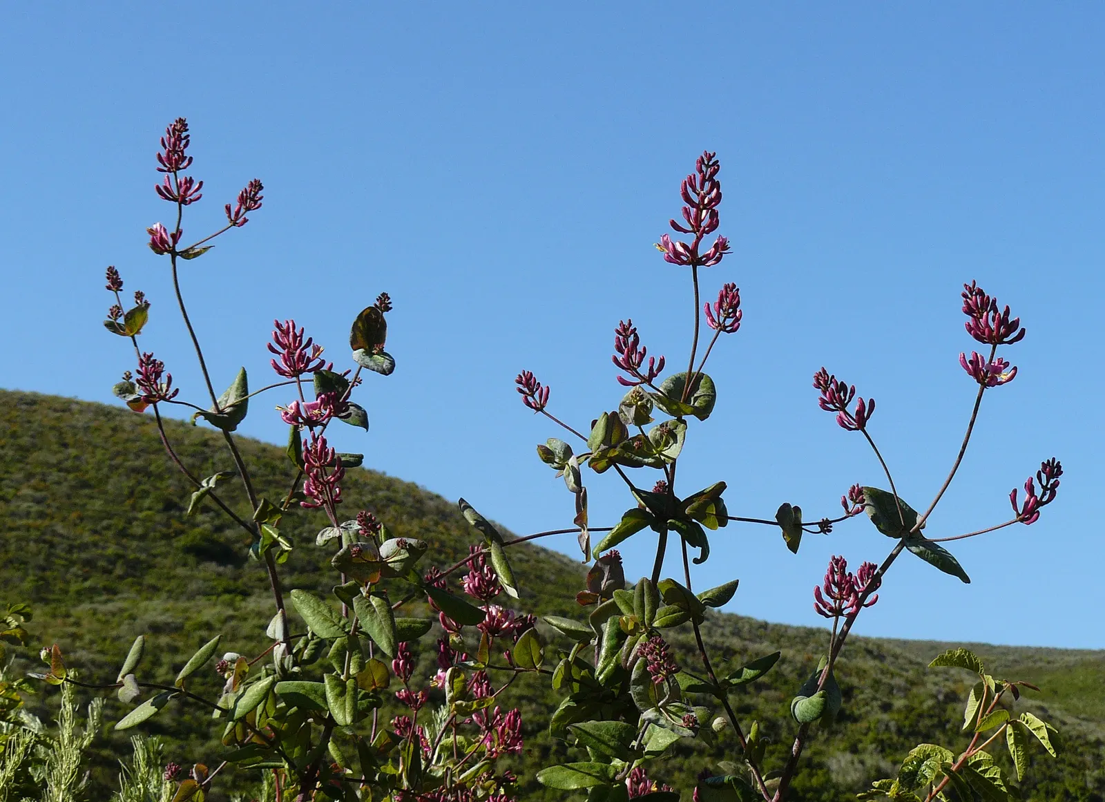 California Honeysuckle (Lonicera Hispidula) — shrub / vine for full