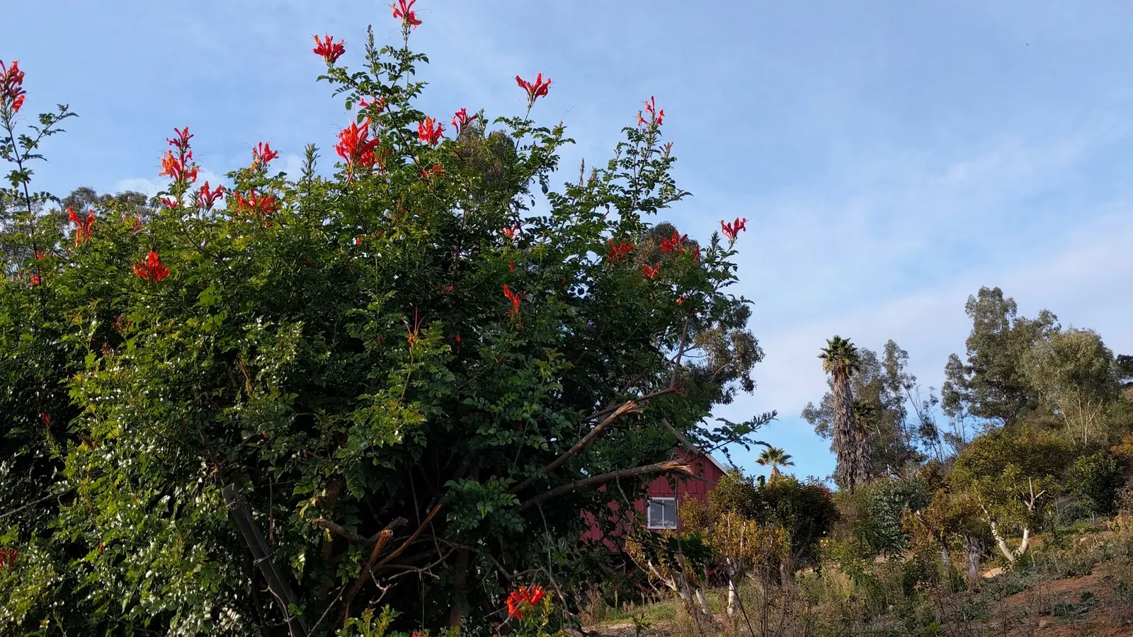 California Honeysuckle (Lonicera Hispidula) — pink and white flowers in the garden; providing nectar for pollinators and morphing into translucent red berries