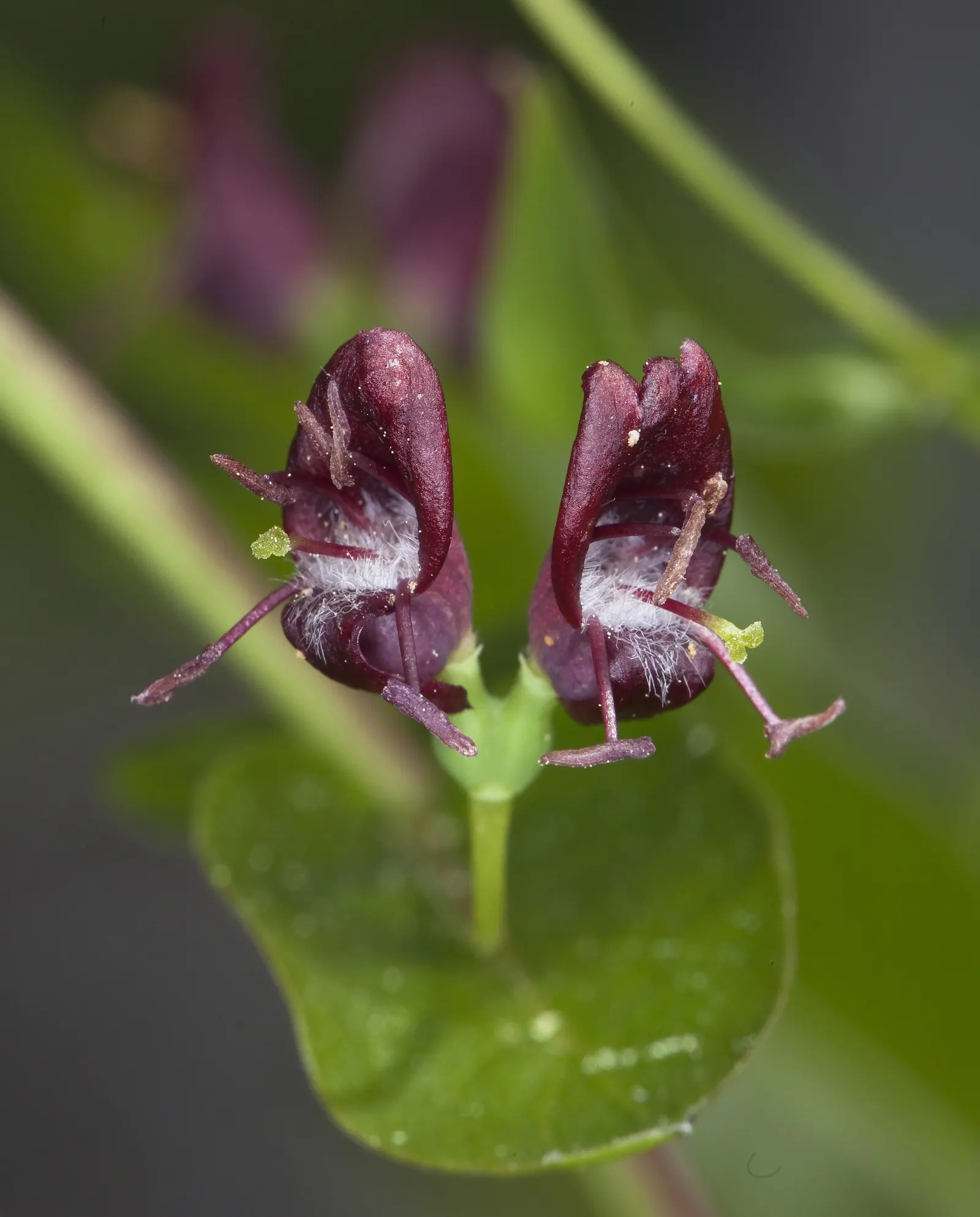 California Honeysuckle (Lonicera Hispidula) — It can be trained over fences; providing nectar for pollinators and morphing into translucent red berries by fall
