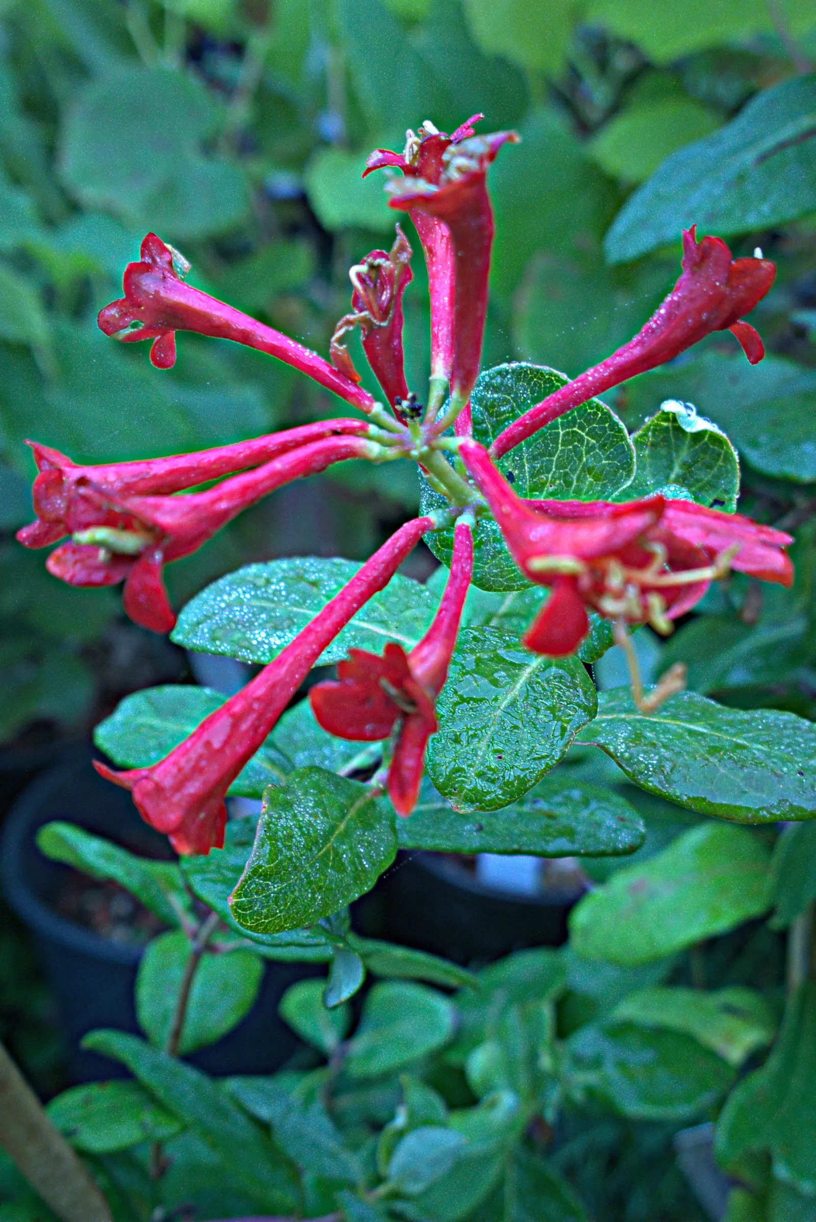 California Honeysuckle (Lonicera Hispidula) — shrub / vine for full; naturalistic ambiance to the garden