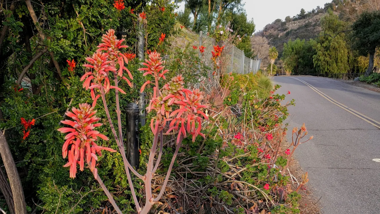 California Honeysuckle (Lonicera Hispidula) — Gardeners appreciate its low-maintenance character and resilience against pests and diseases; providing nectar