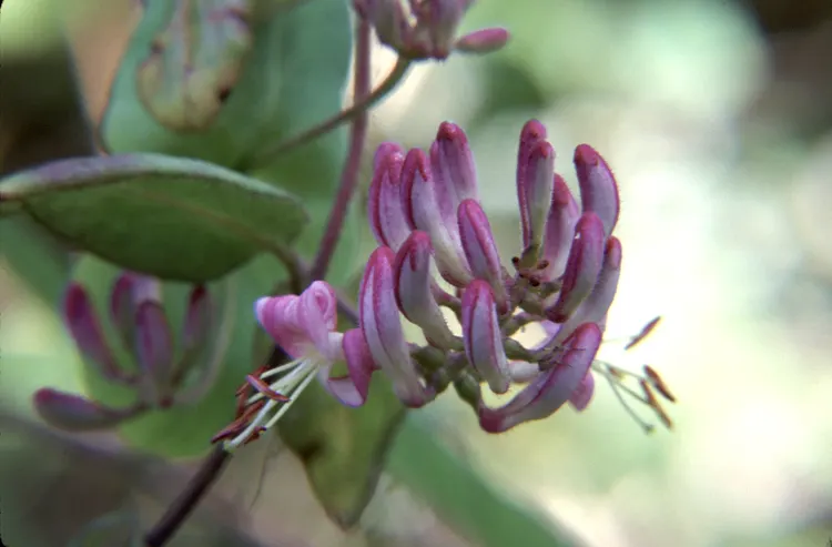California Honeysuckle (Lonicera Hispidula) — pink and white flowers in the garden