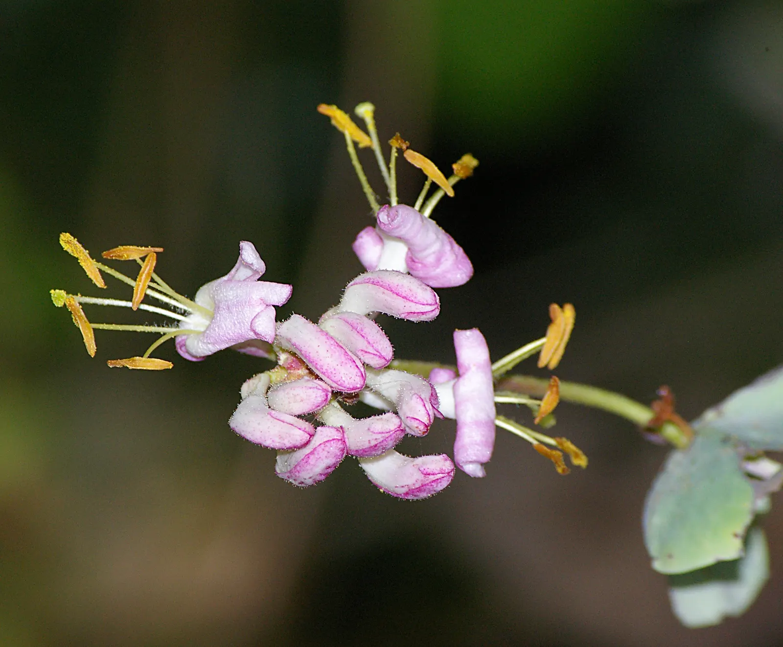 California Honeysuckle (Lonicera Hispidula) — rambling habit encapsulates the essence of the Californian landscape and invites a serene