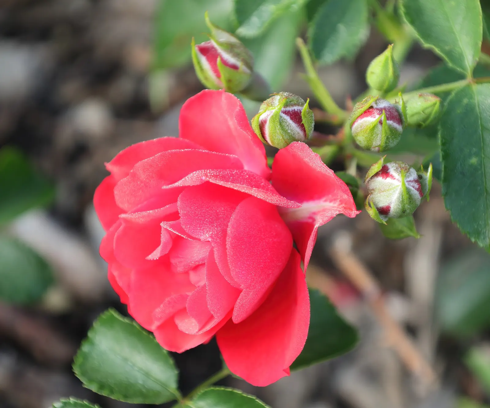 Coral Flower Carpet Rose (Rosa Flower Carpet Coral) — The Rosa Flower Carpet Coral is a vibrant, low-growing groundcover rose with profuse coral-pink blooms