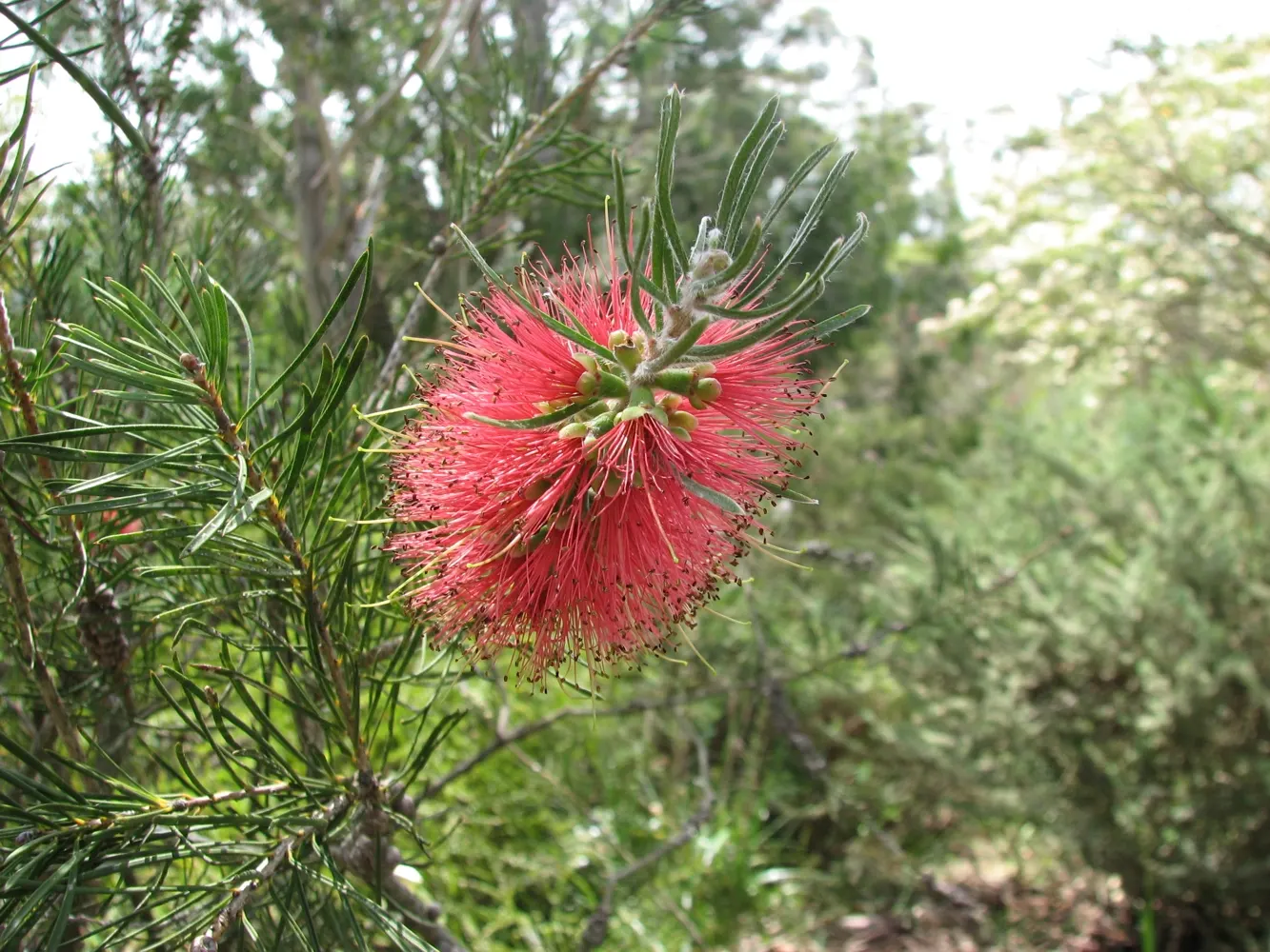 Pine Leaf Bottlebrush (Callistemon Pinifolius) — The Pine Leaf Bottlebrush (Callistemon pinifolius) is an evergreen shrub