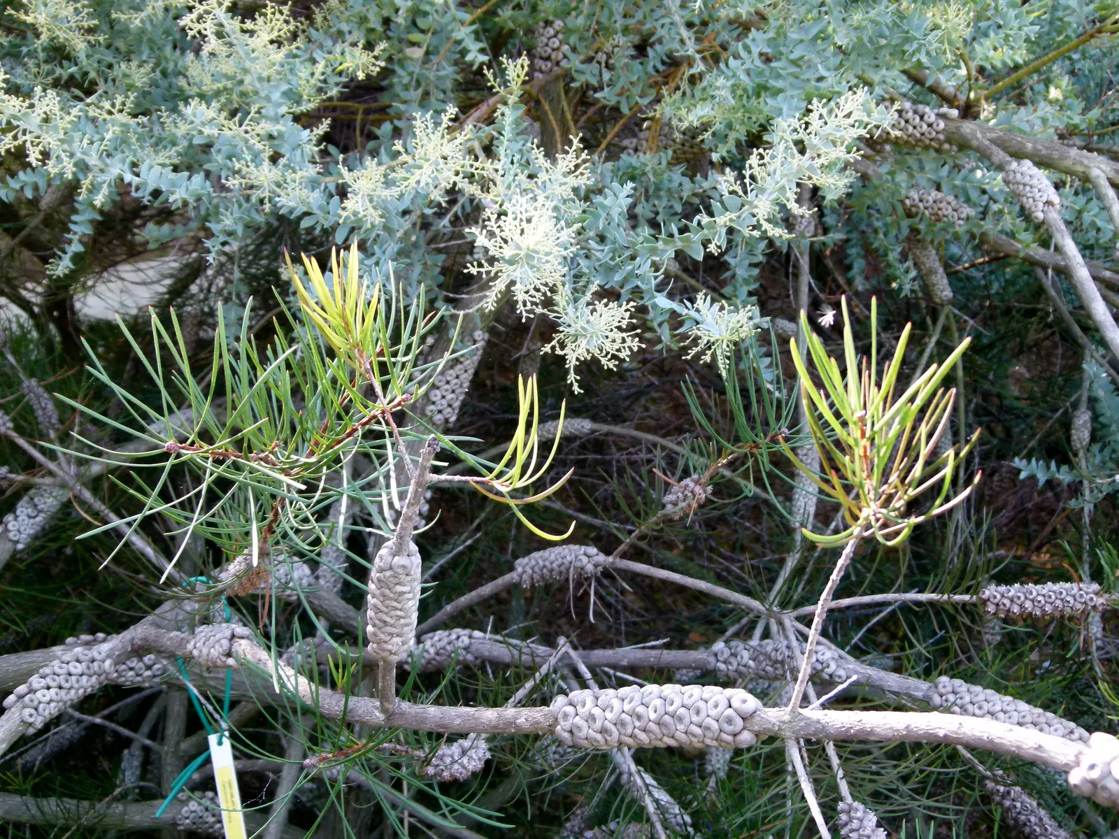 Pine Leaf Bottlebrush (Callistemon Pinifolius) — reminiscent of pine foliage