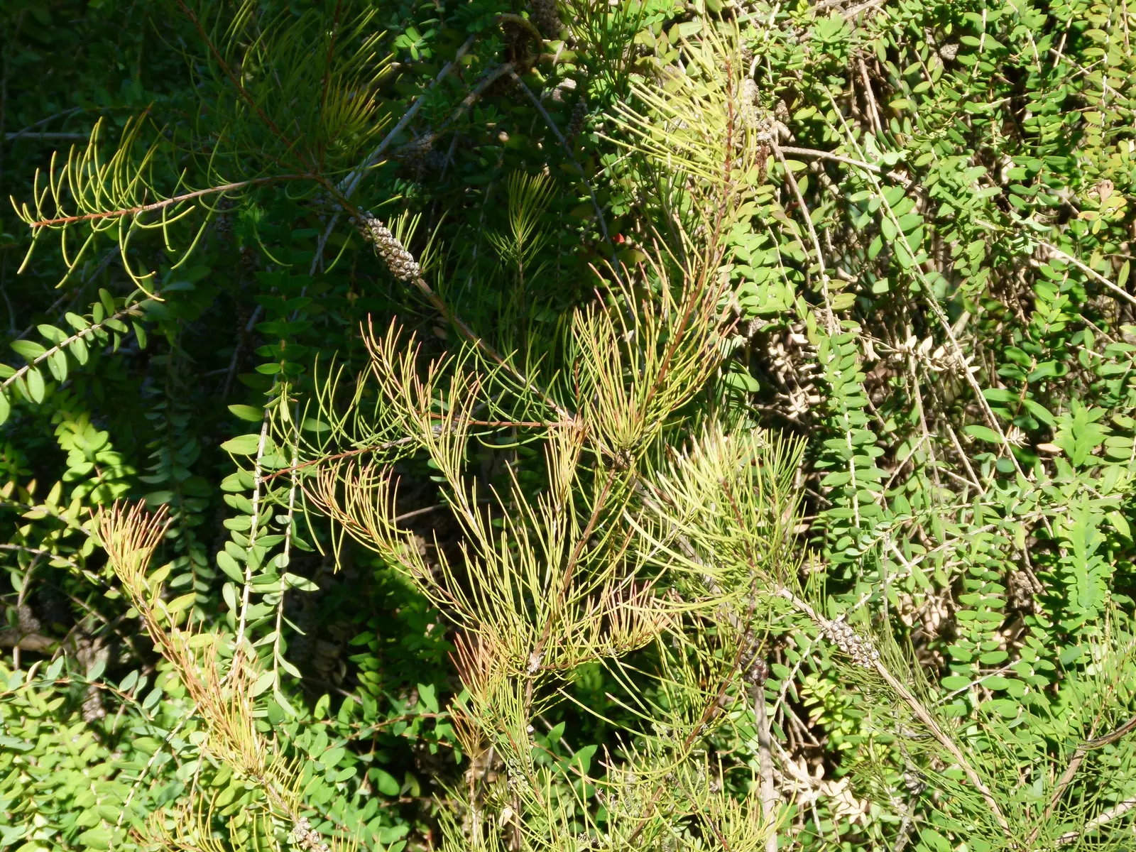 Pine Leaf Bottlebrush (Callistemon Pinifolius) — Reaching up to 10 feet tall with a 7-foot spread