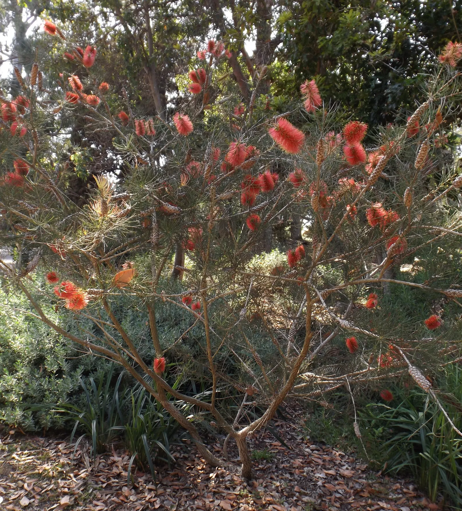 Pine Leaf Bottlebrush (Callistemon Pinifolius) — this Australian native boasts vibrant yellow-green bristles in its cylindrical