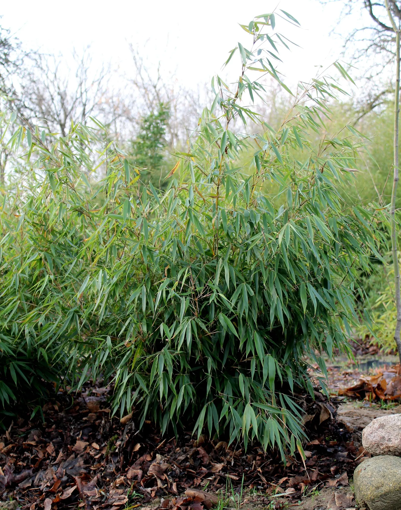 Robust Bamboo (Fargesia Robusta) — Fargesia robusta, or Robust Bamboo, is a clumping, non-invasive species, ideal for elegant privacy screens