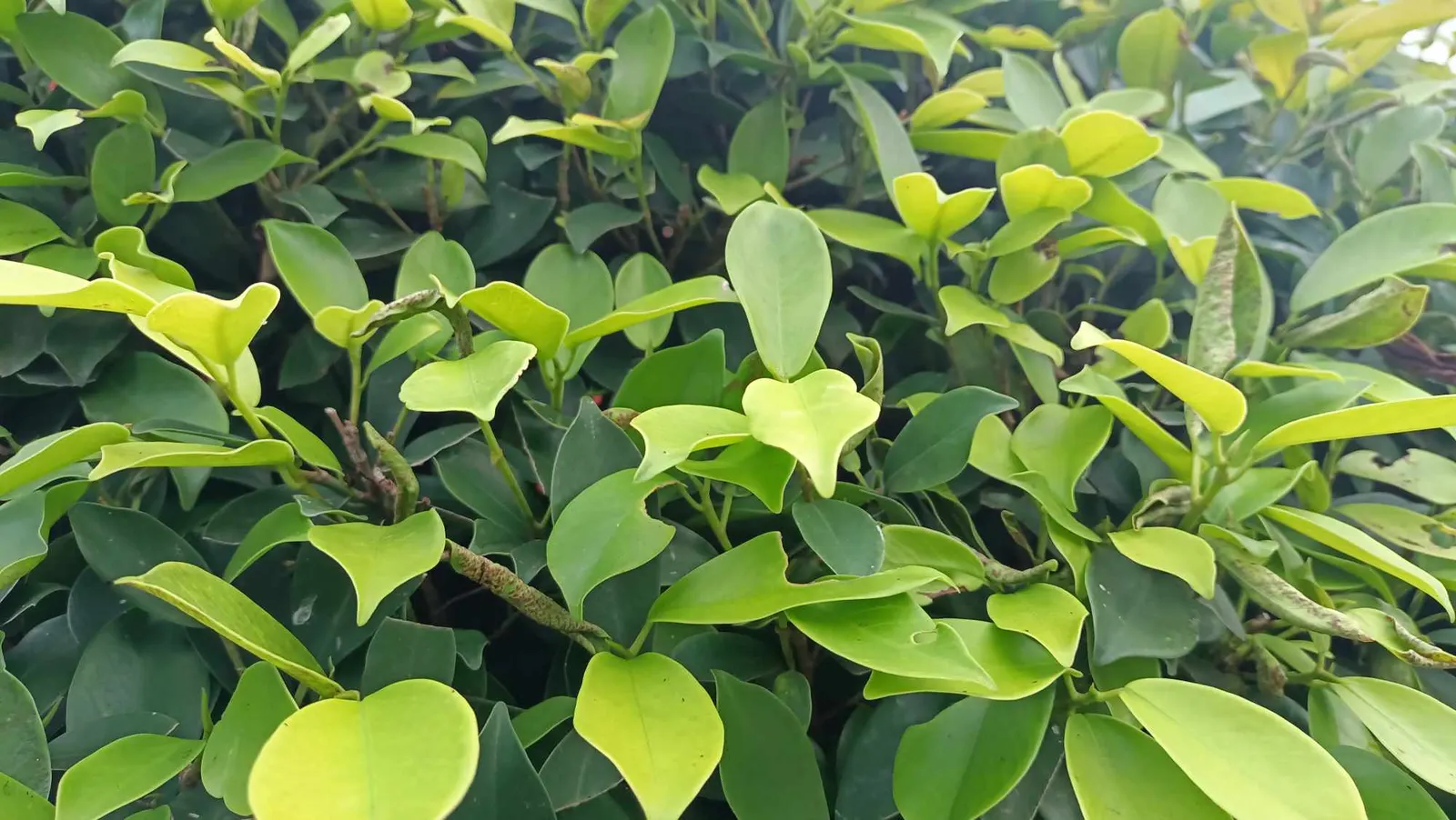 Robust Bamboo (Fargesia Robusta) — Provides year-round interest with minimal maintenance